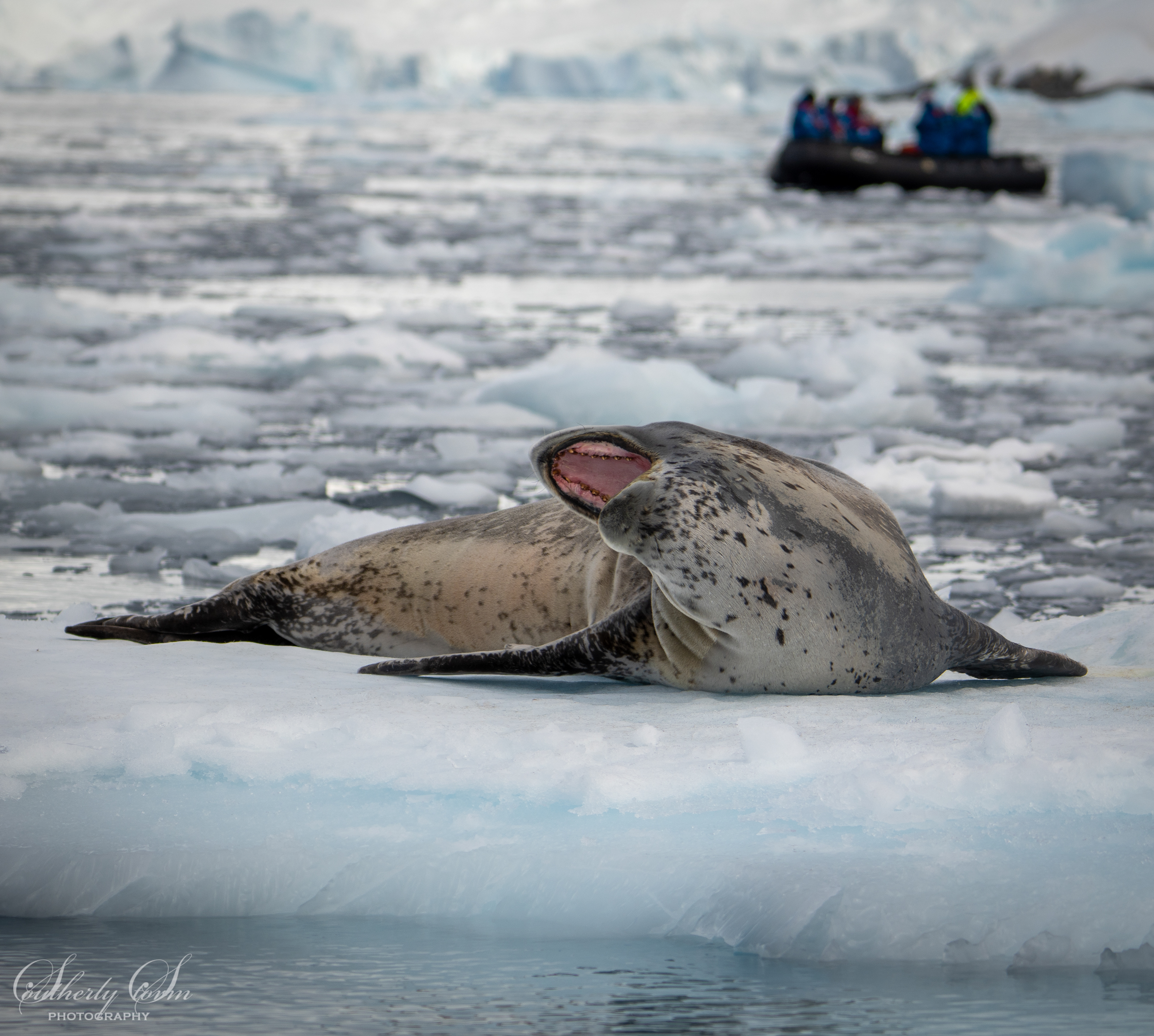 Yawning leopard seal and zodiac