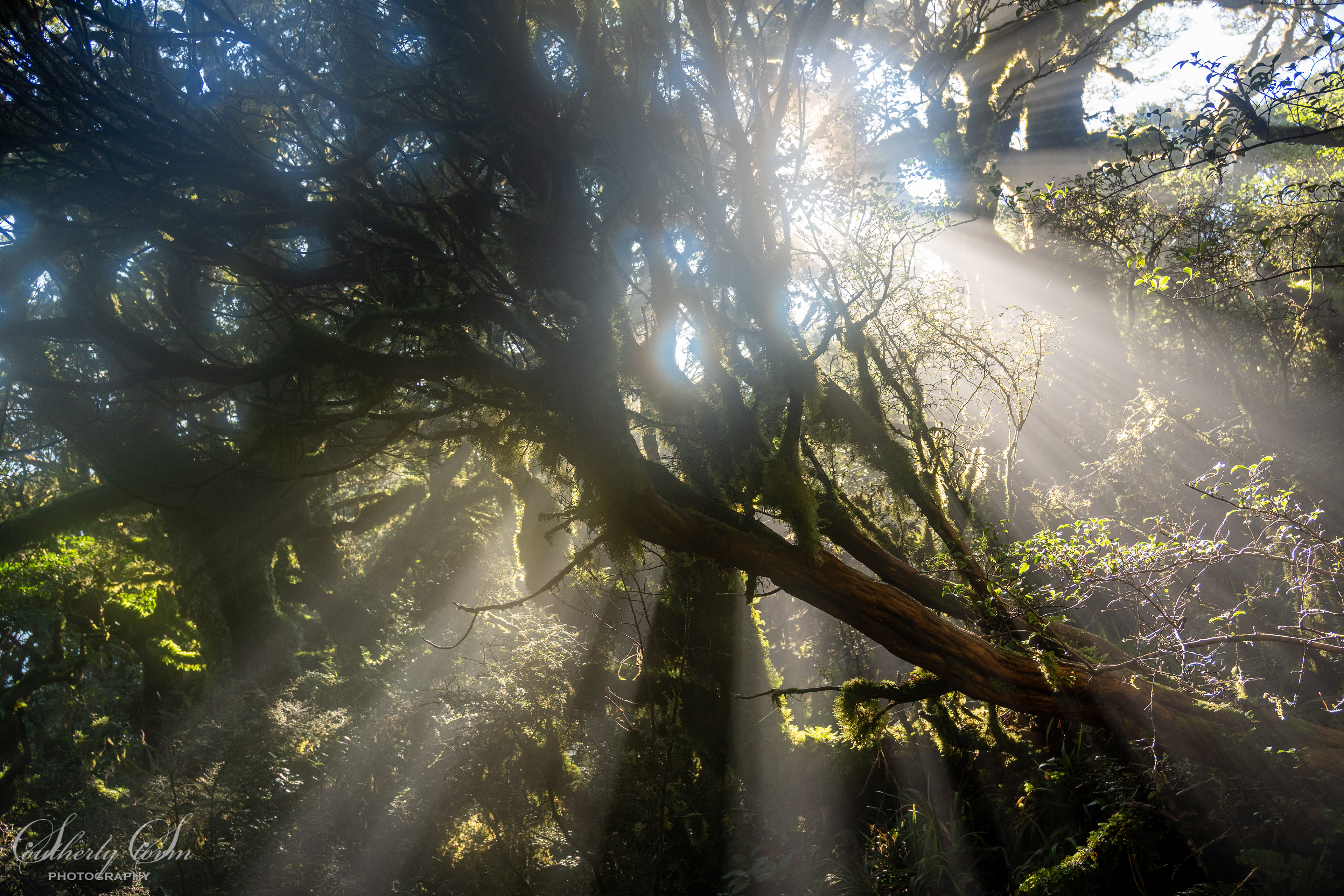Sun through the trees