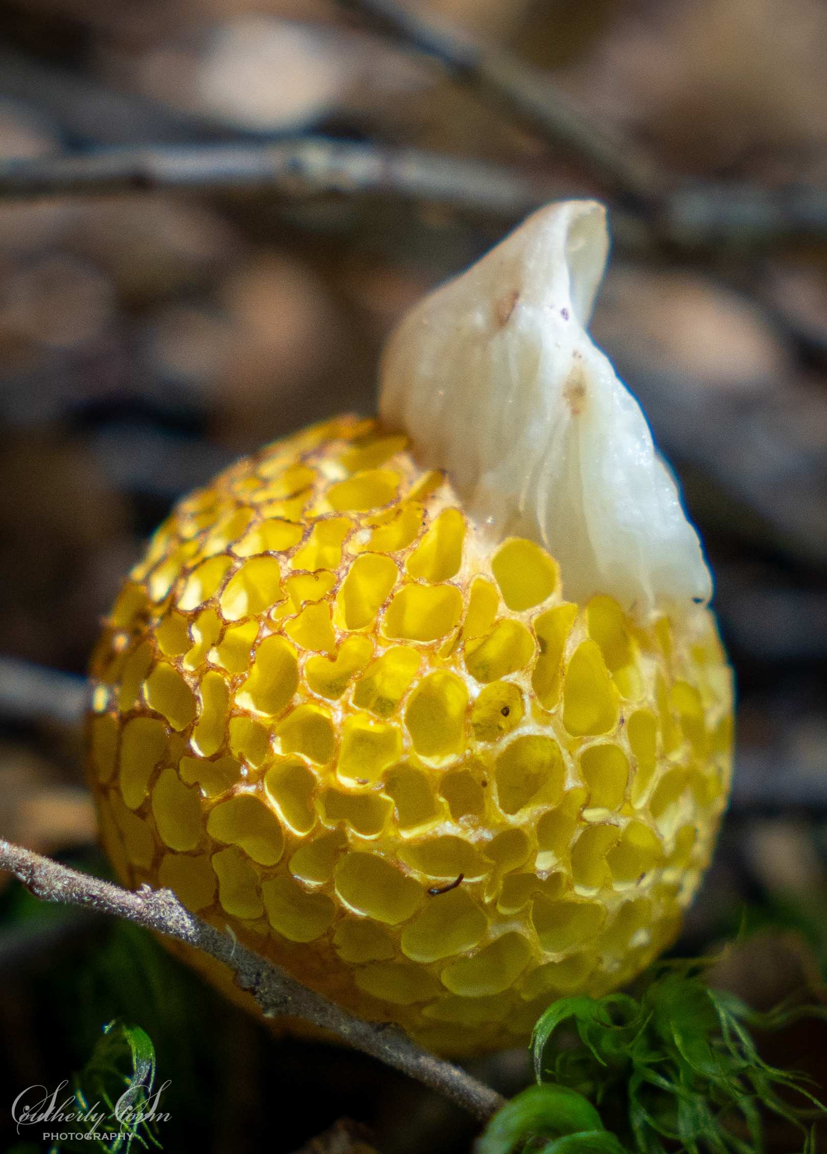 Yellow fungus with a white cap