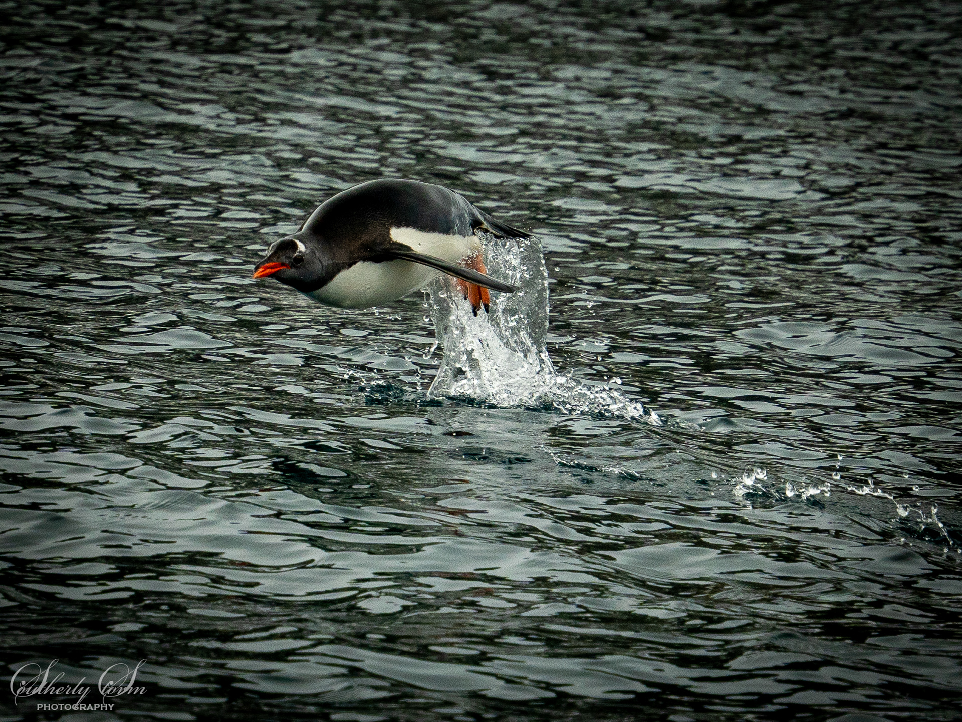 Penguin porpoising