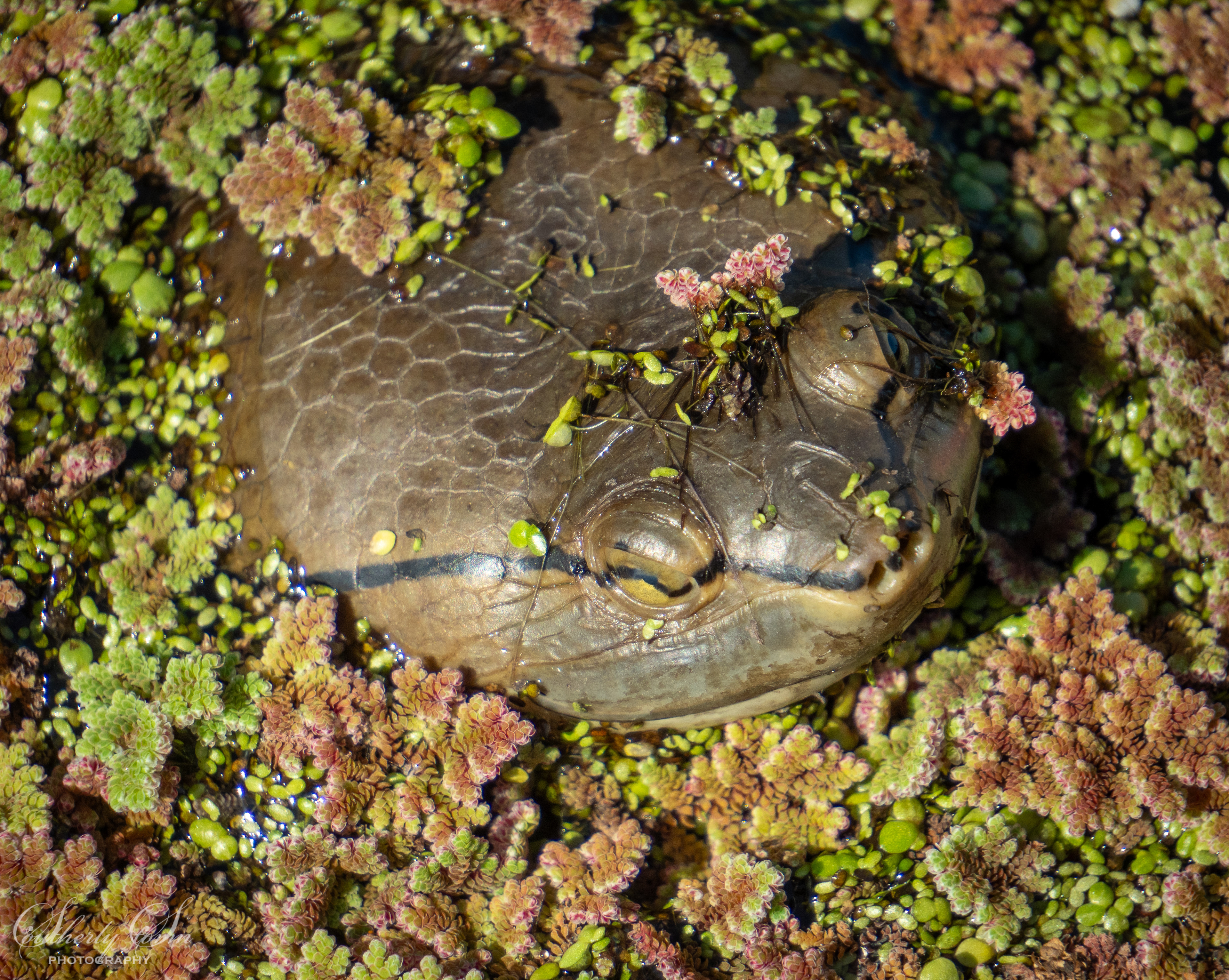 Turtle in his environment of small water plants