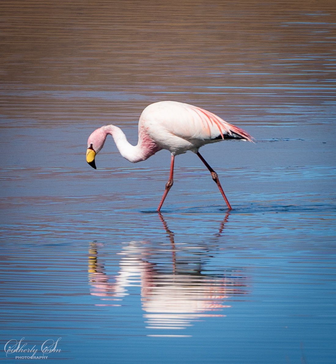 Flamingo and reflection