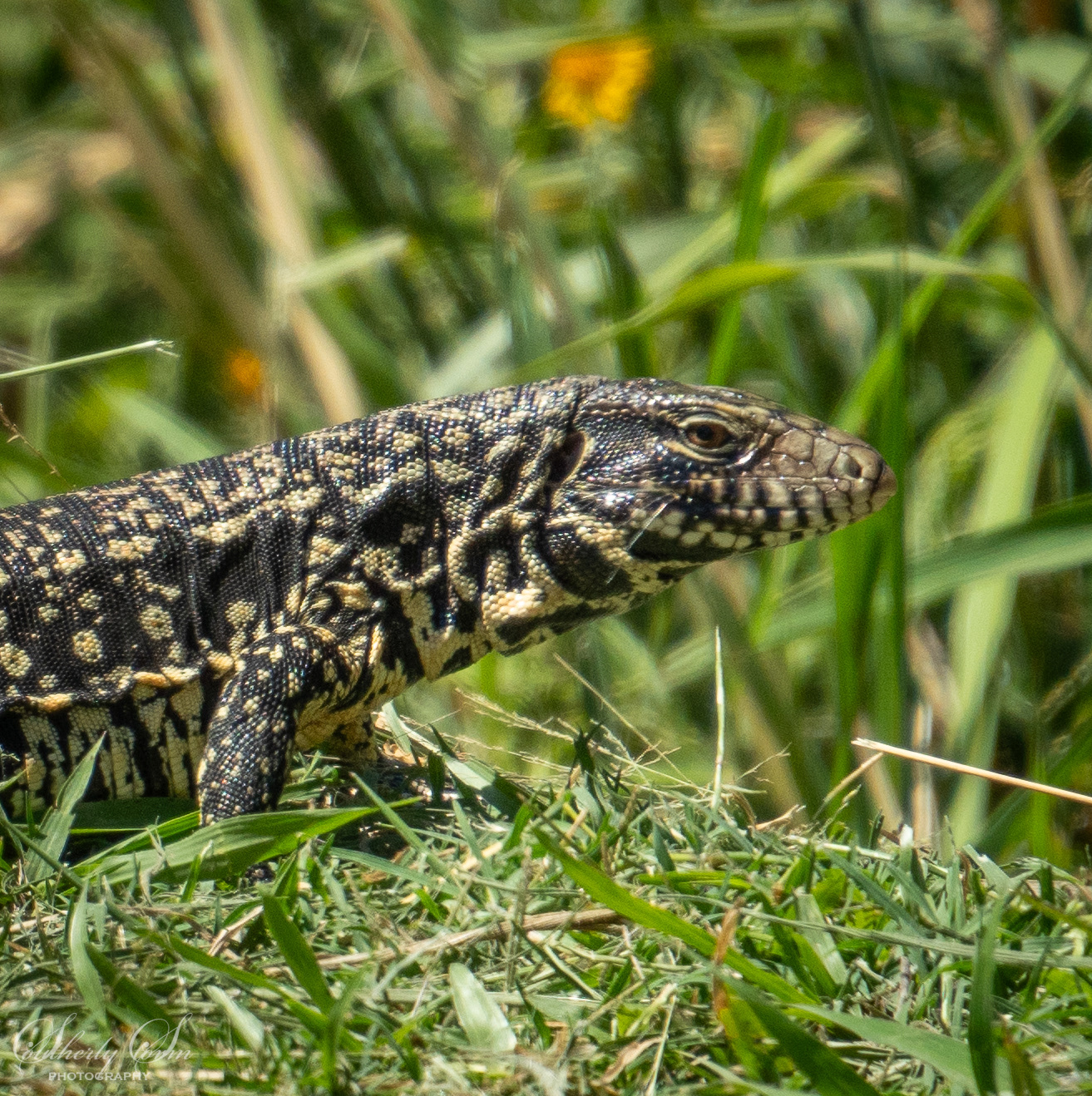 Lizard in Buenos Aires