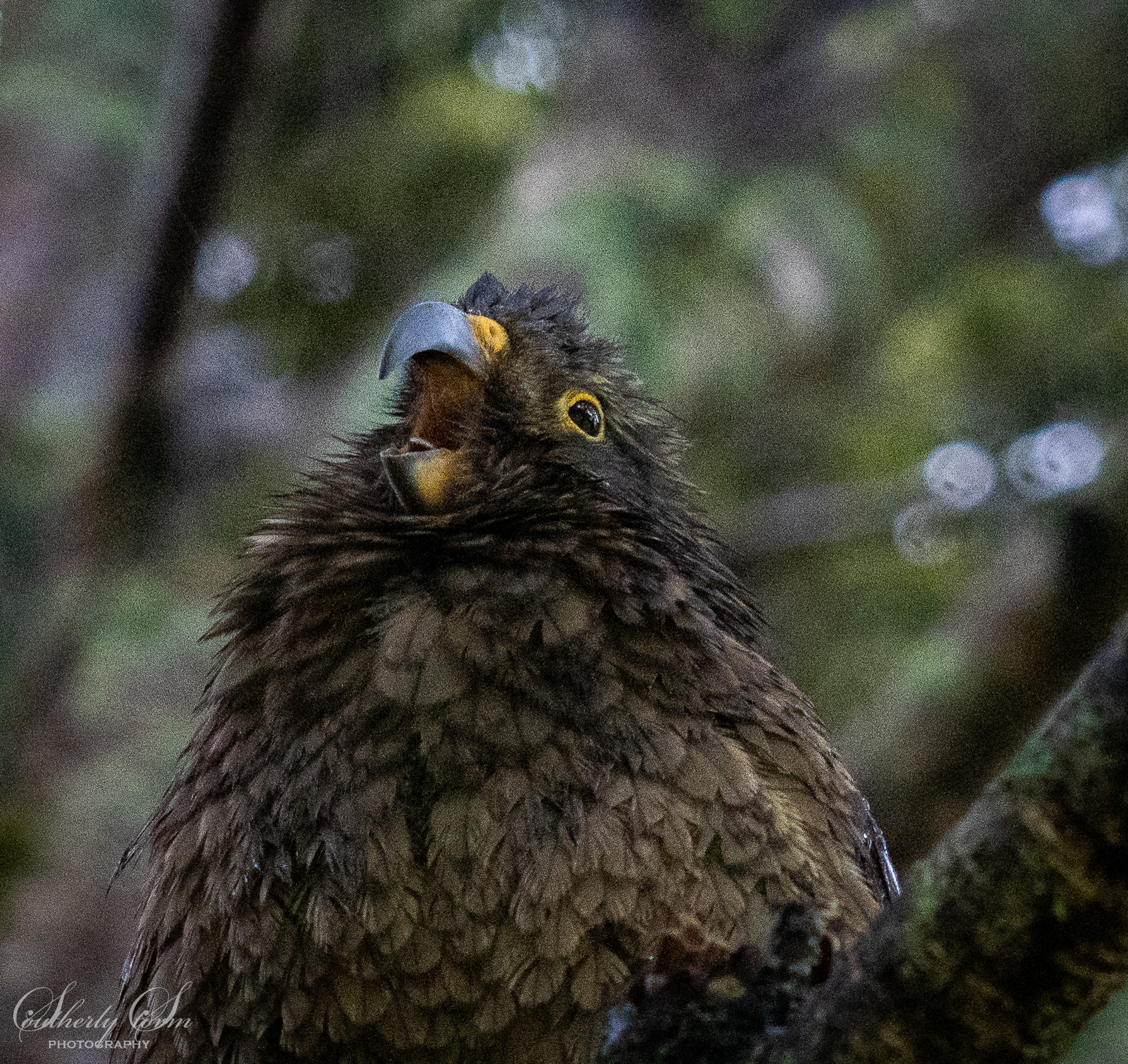Final juvenile kea portrait
