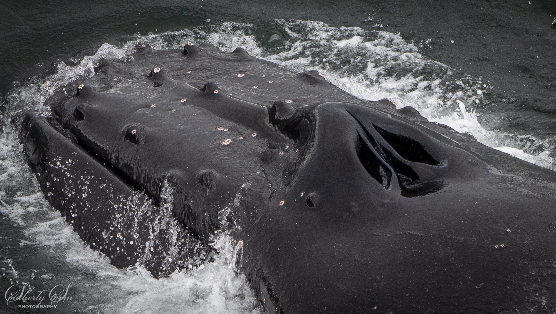Close up whale blowhole