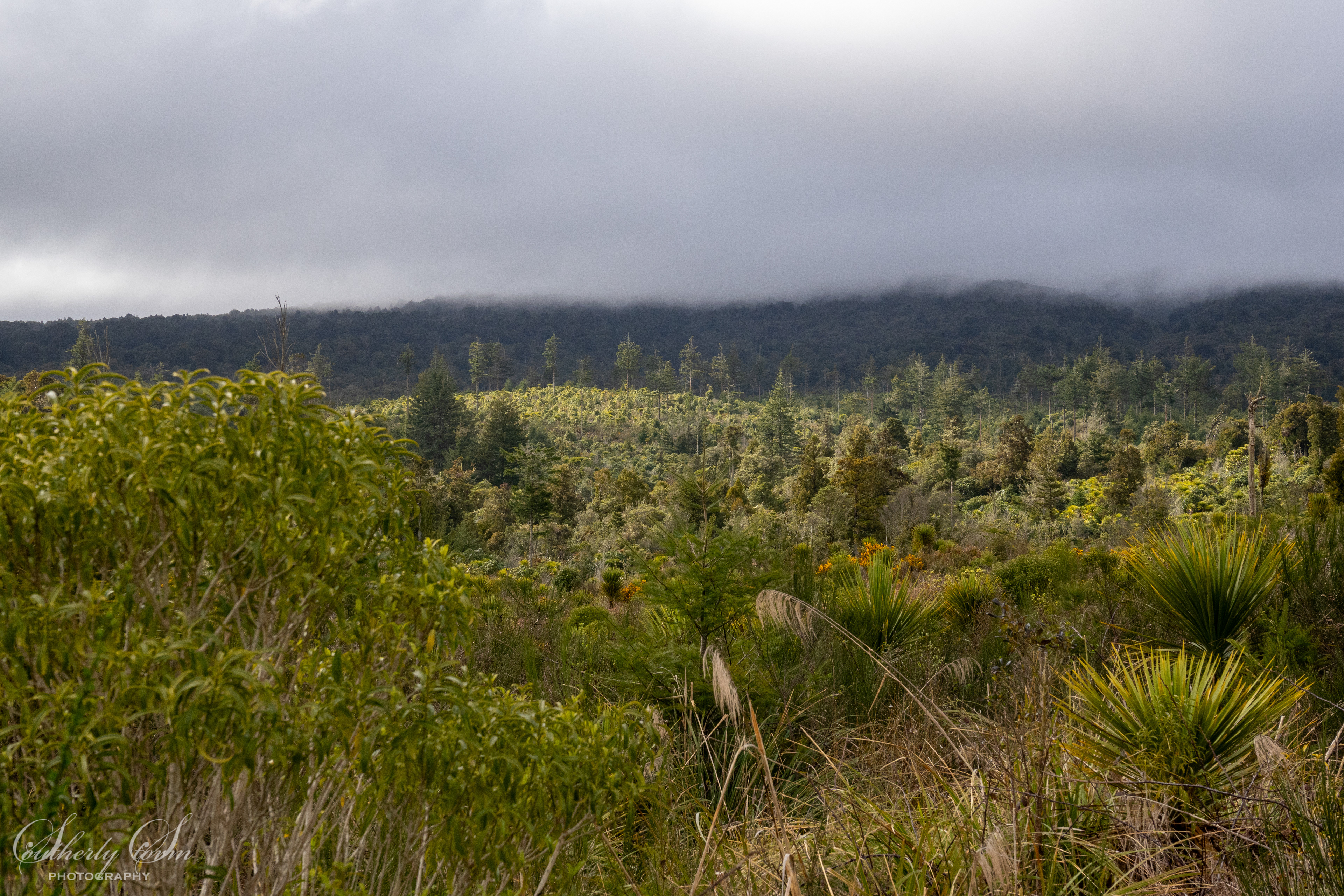 Bush in central North Island New Zealand