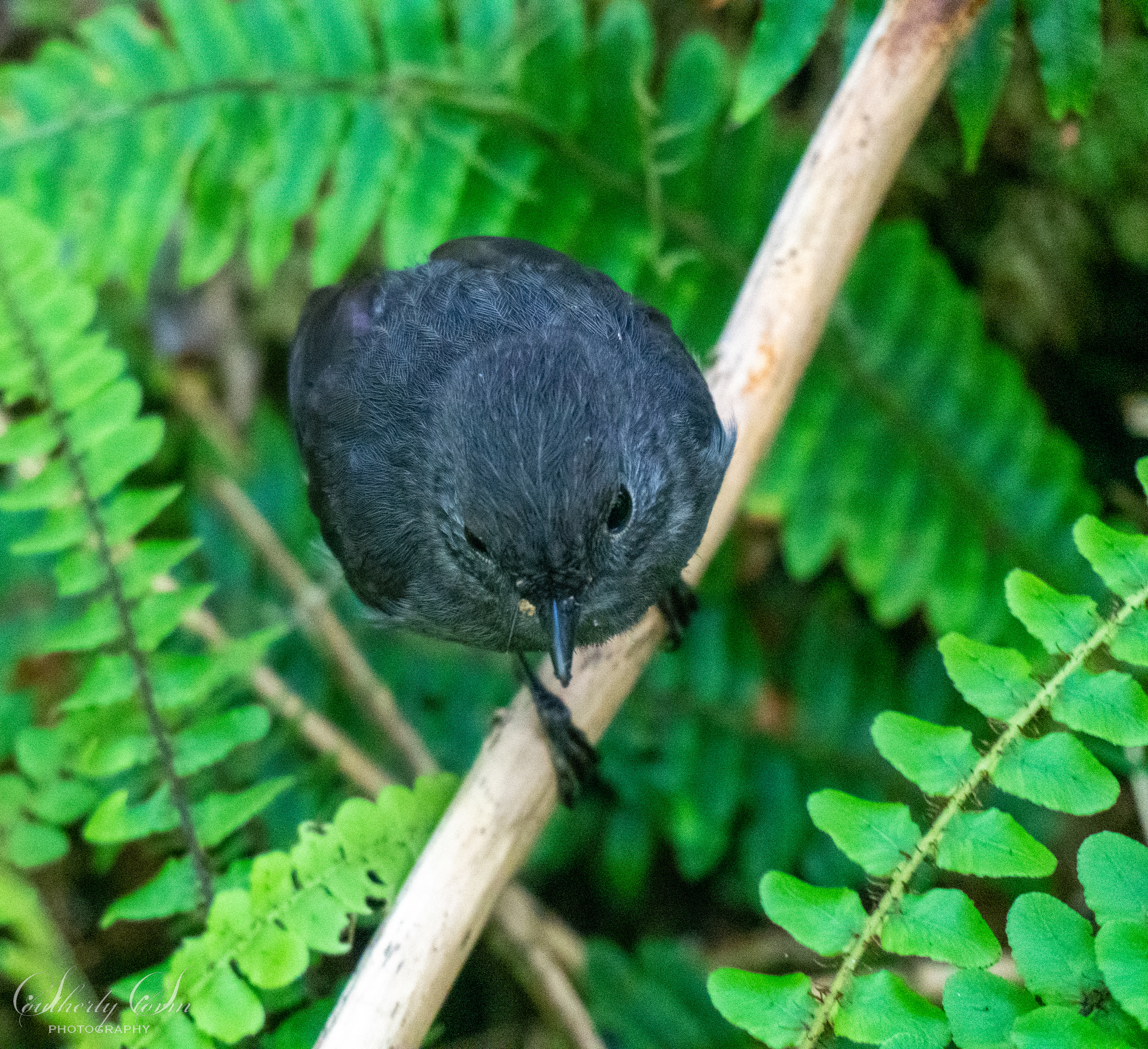 South Island Robin