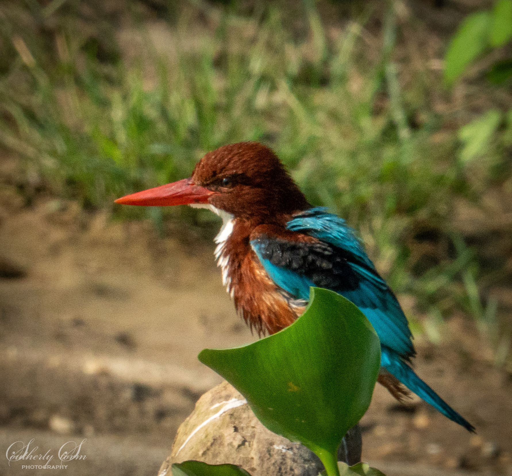 Bright blue kingfisher