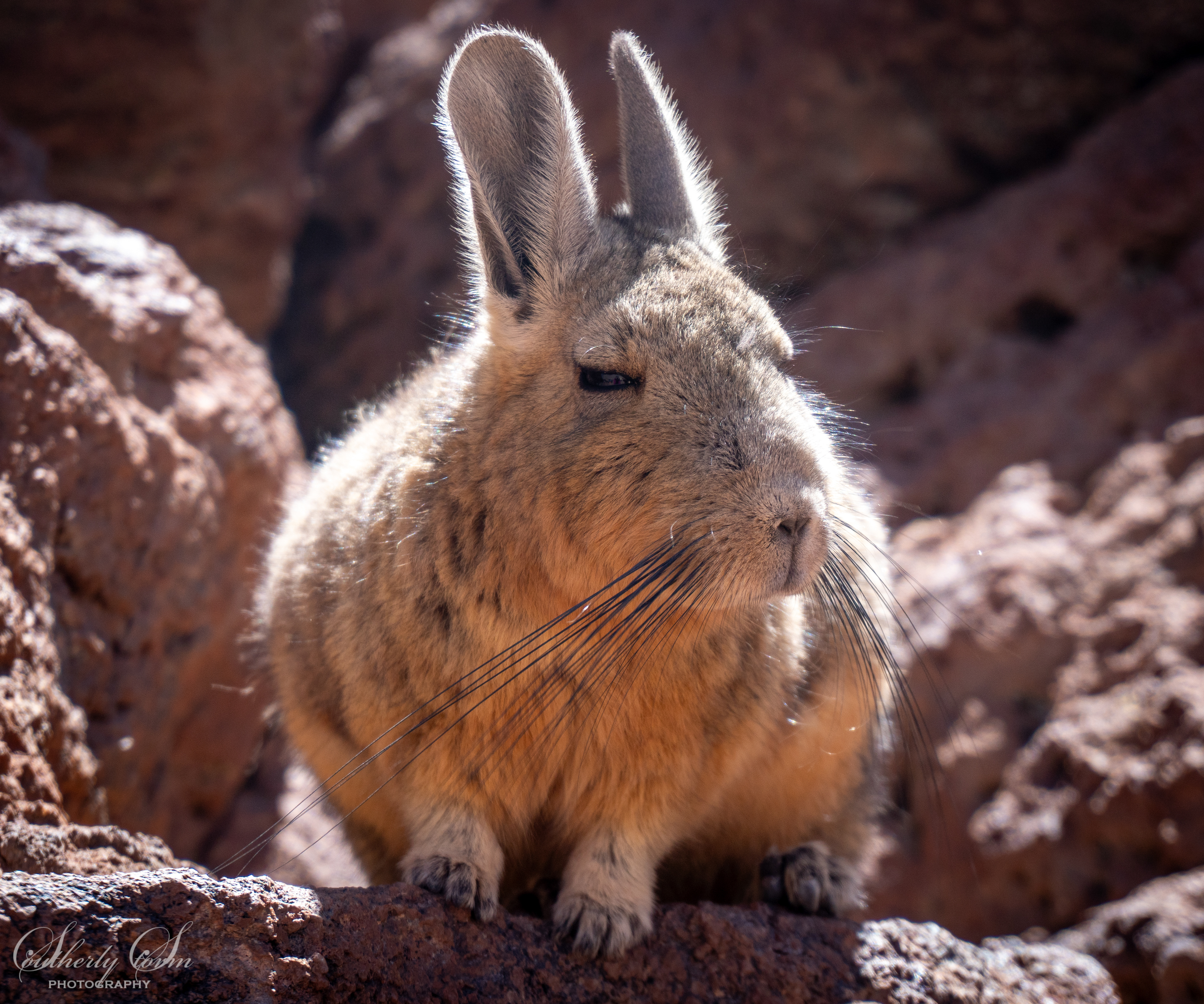 Viscacha