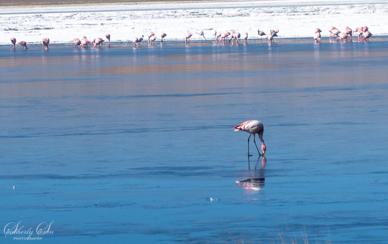 Flamingoes in a lake