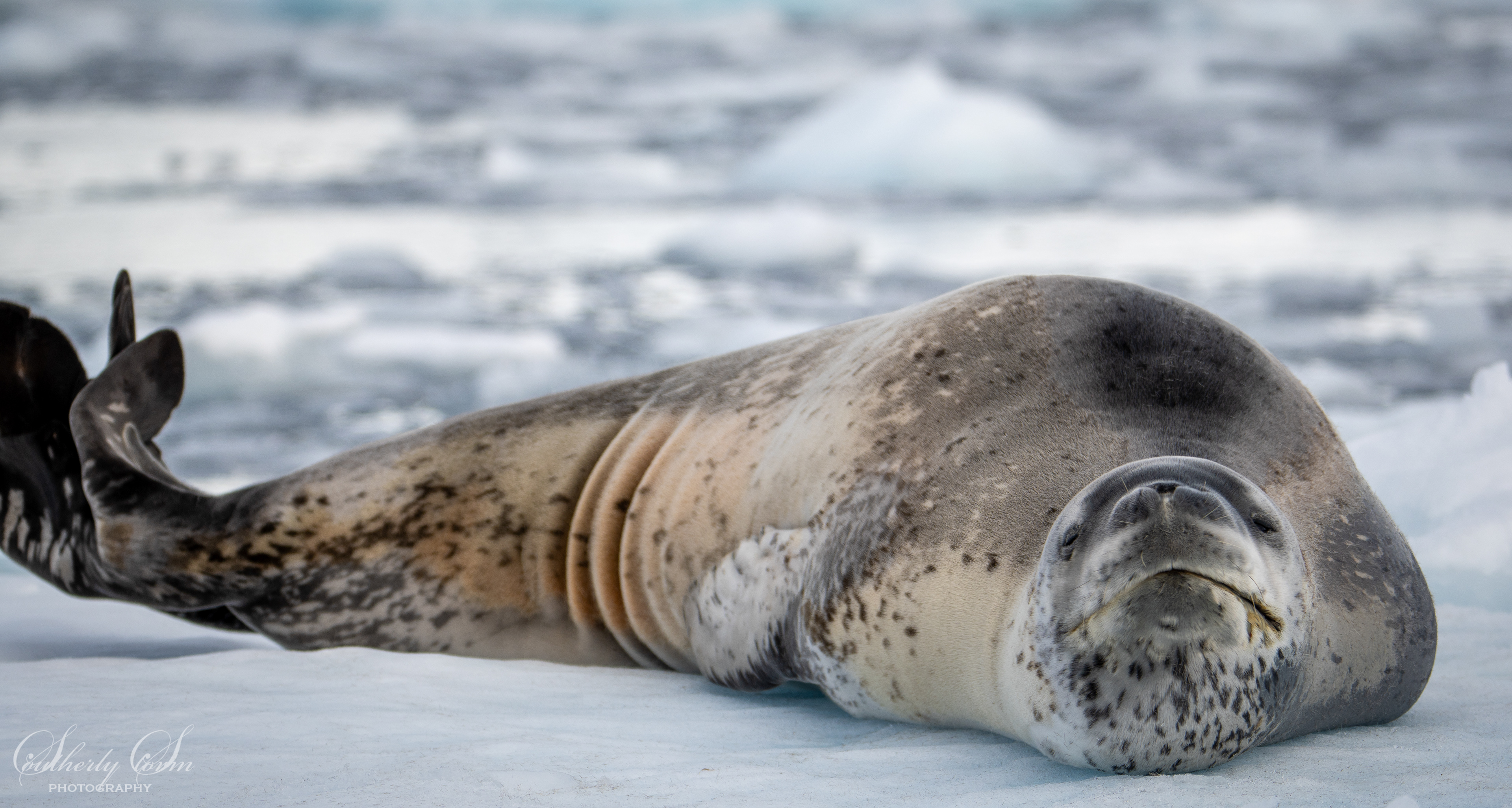 Leopard seal slug