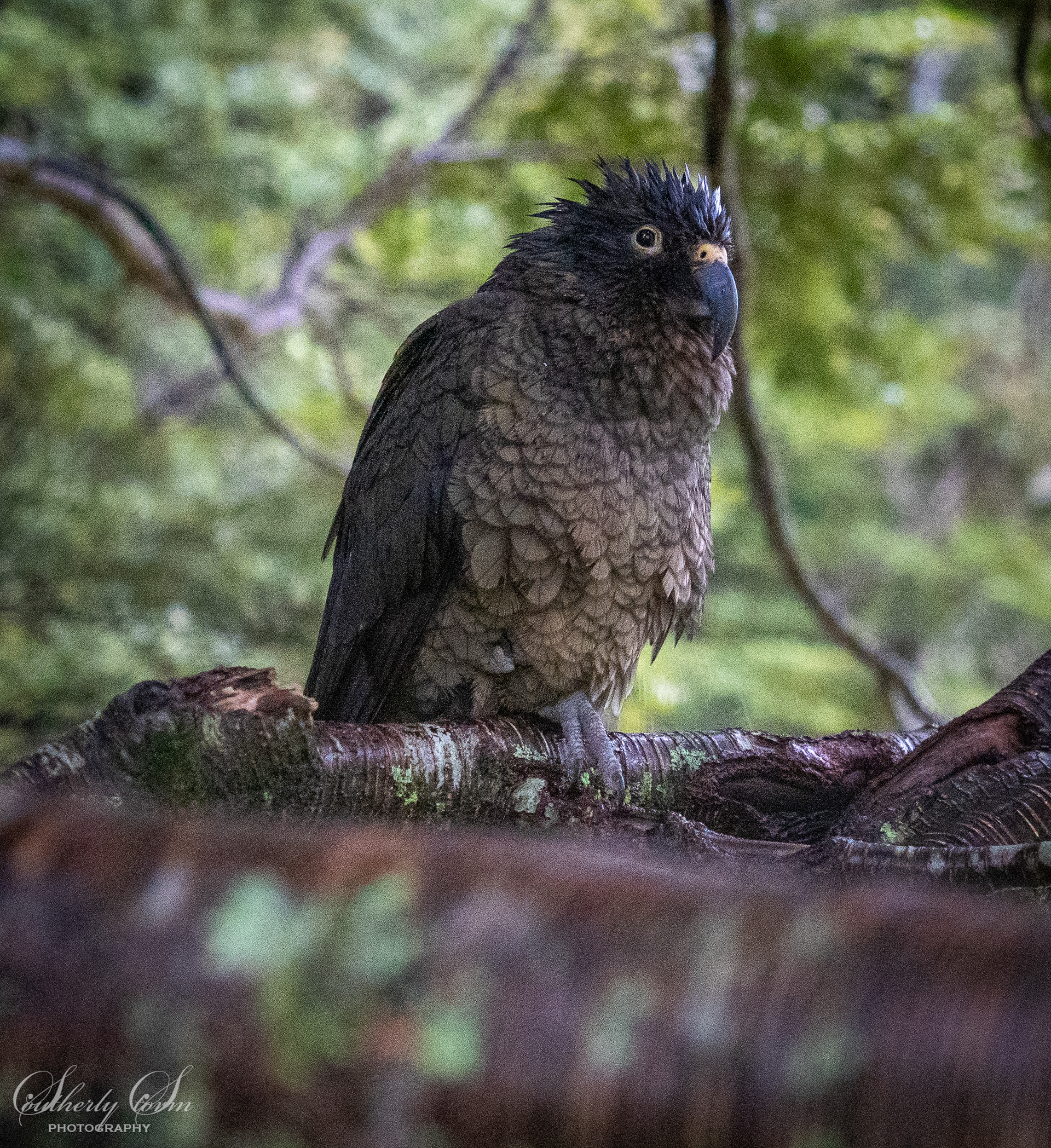 Juvenile kea
