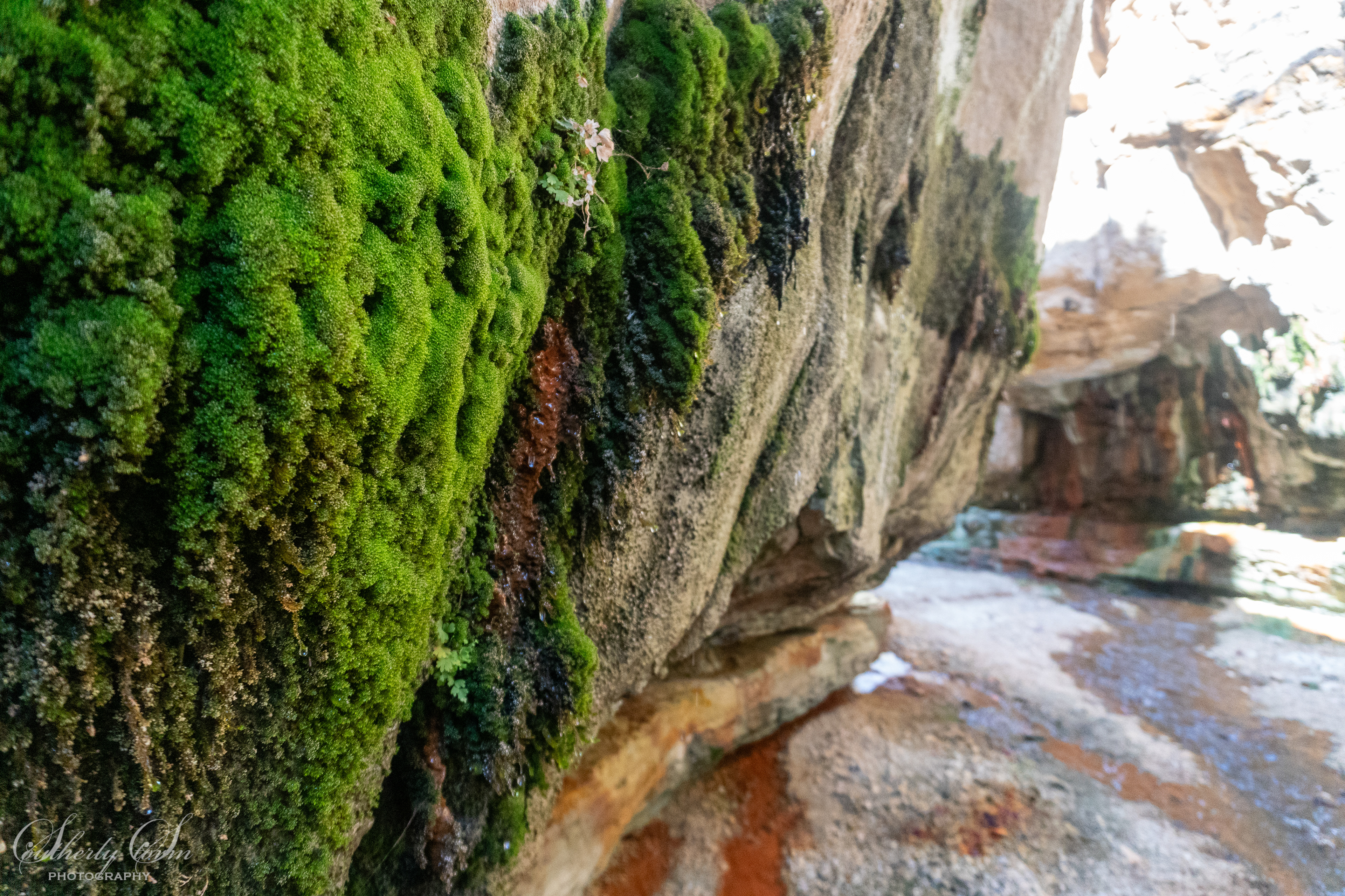Moss in a canyon in Jordan