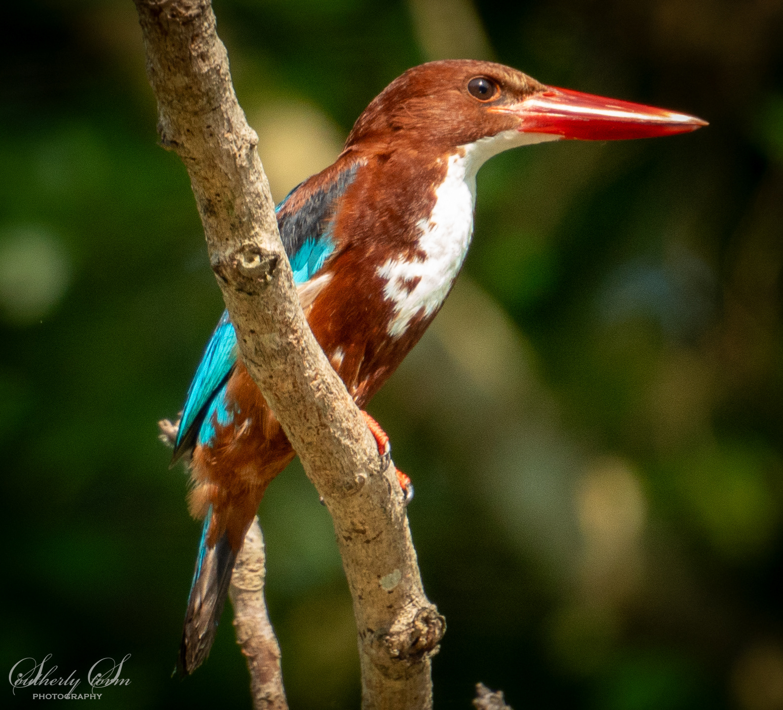 Kingfisher on a branch