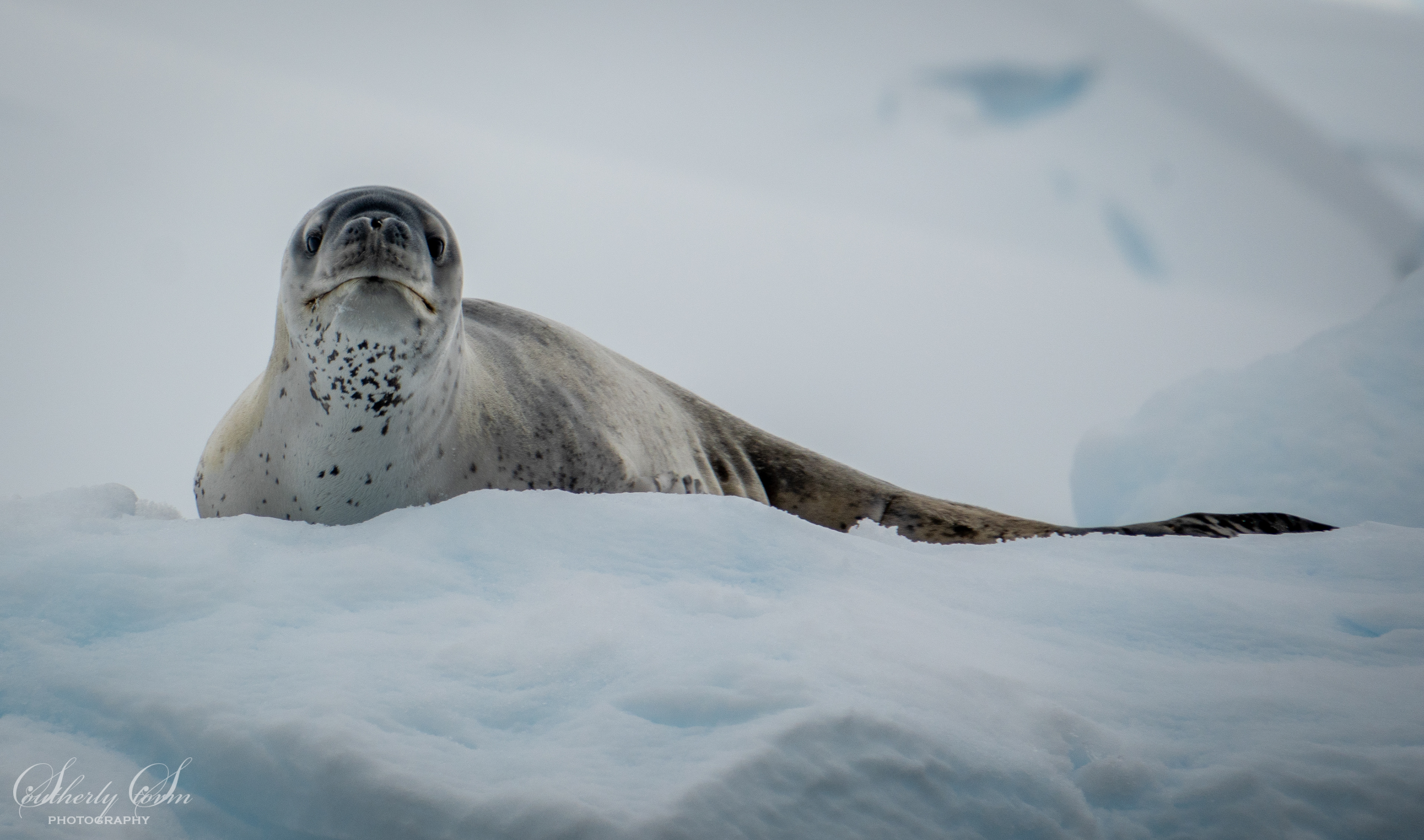 Leopard seal