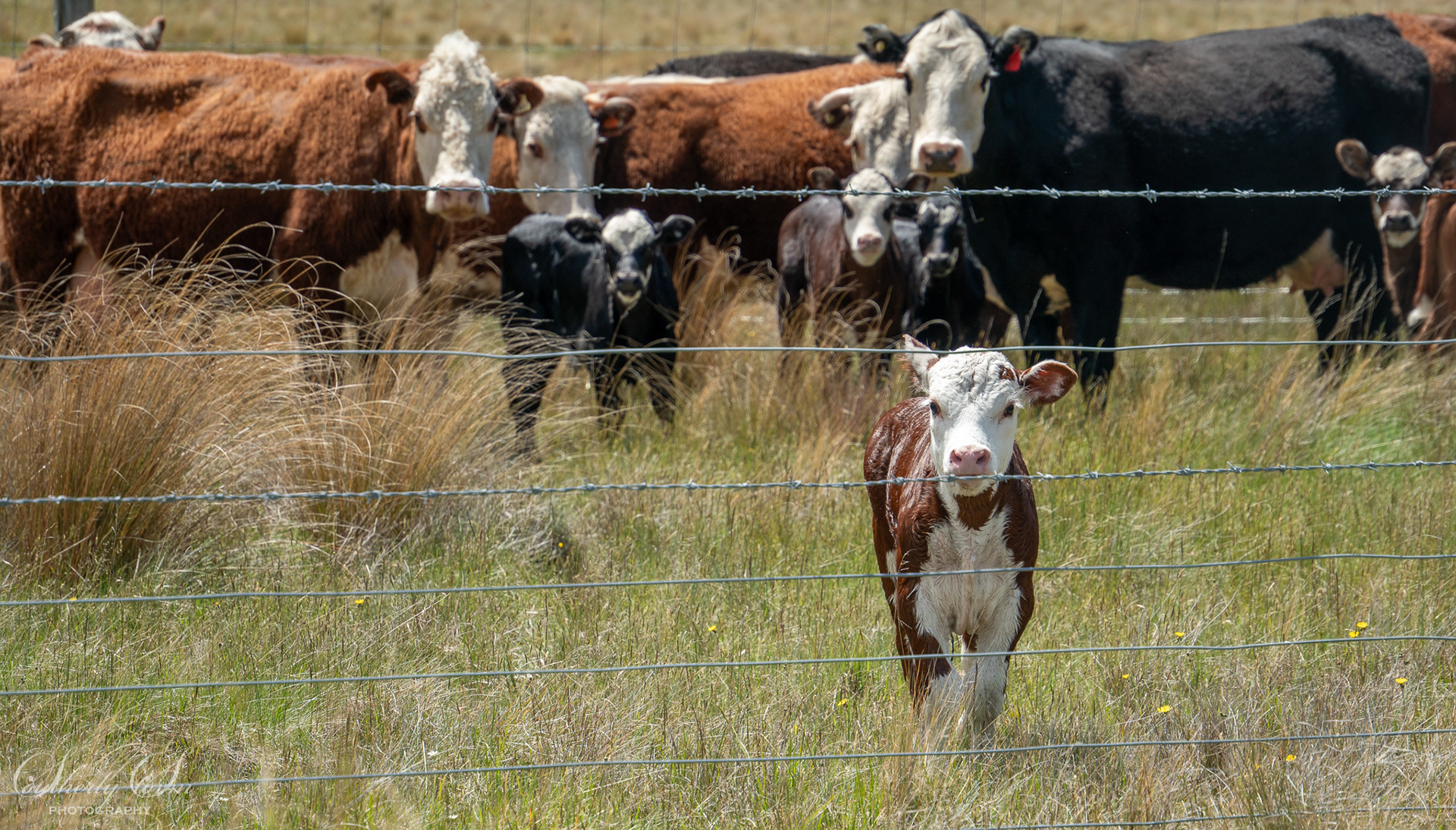 Calf behind barbed wire