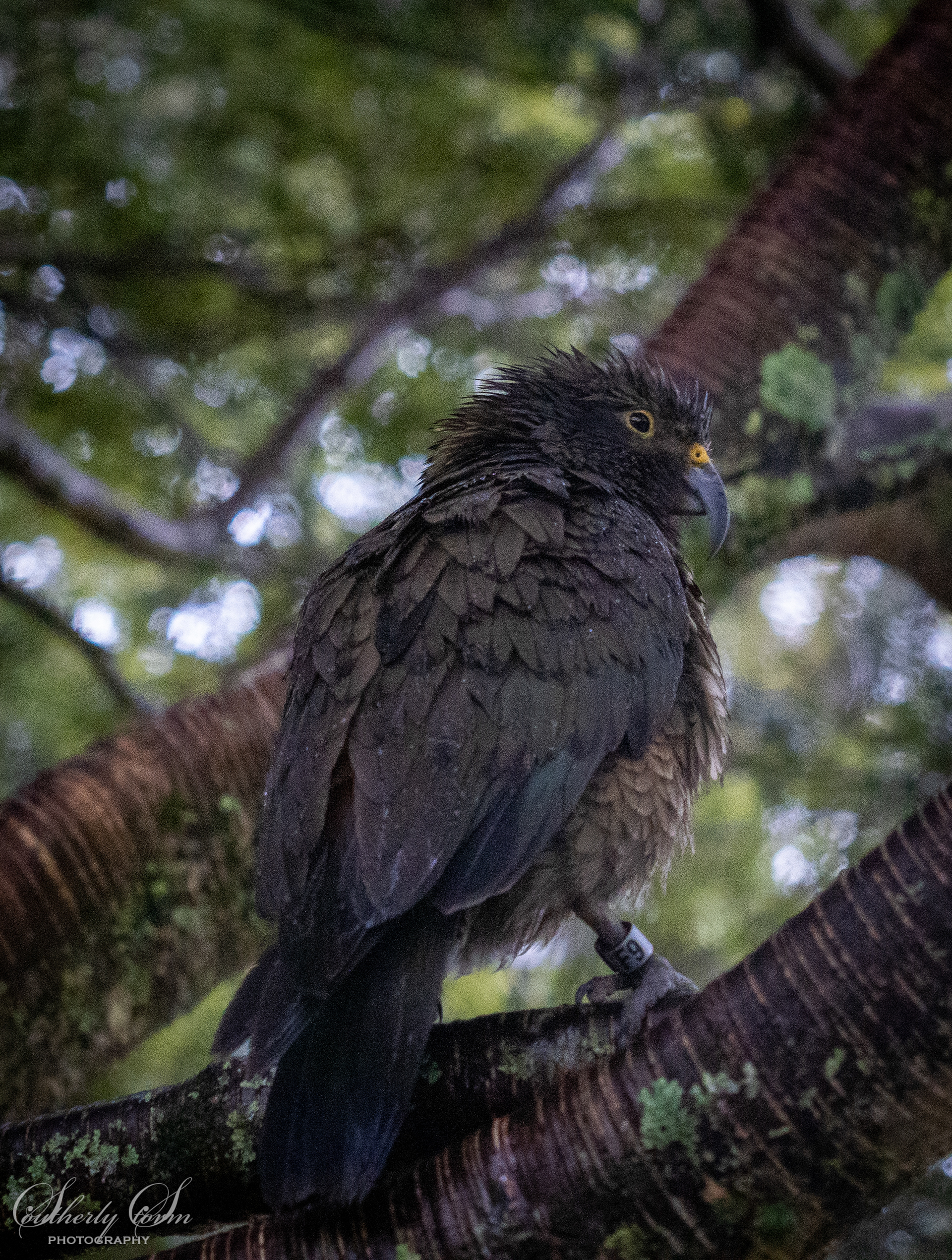 Juvenile kea