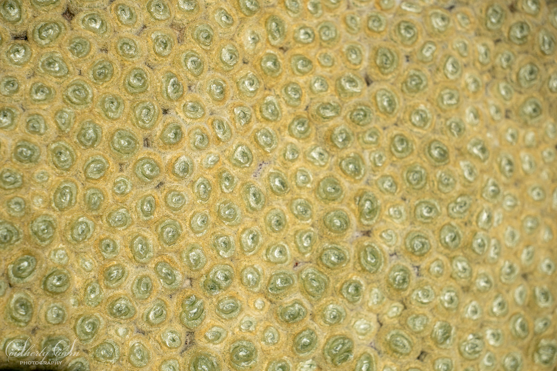 Close up on vegetable sheep