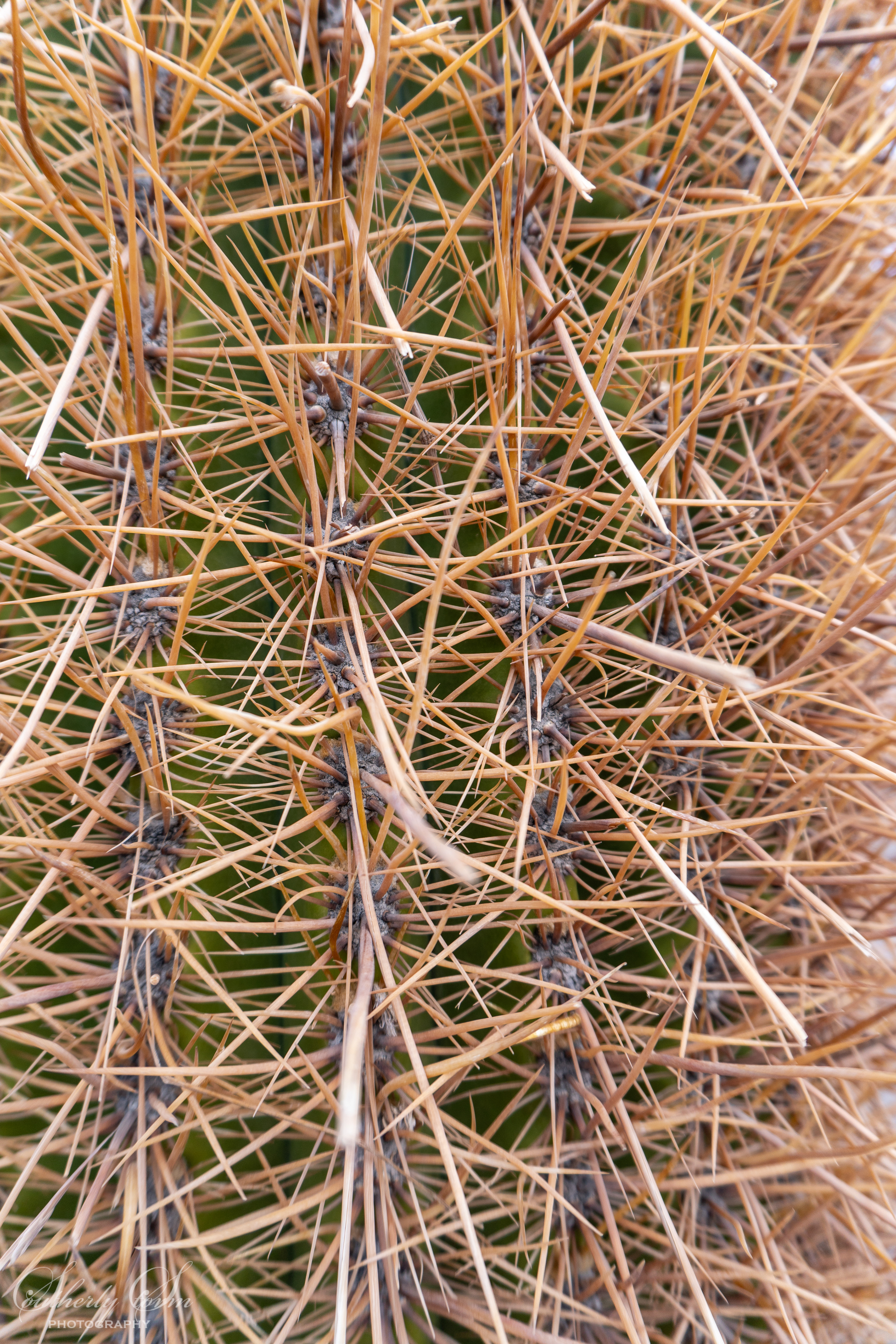 Close up texture of a Cactus