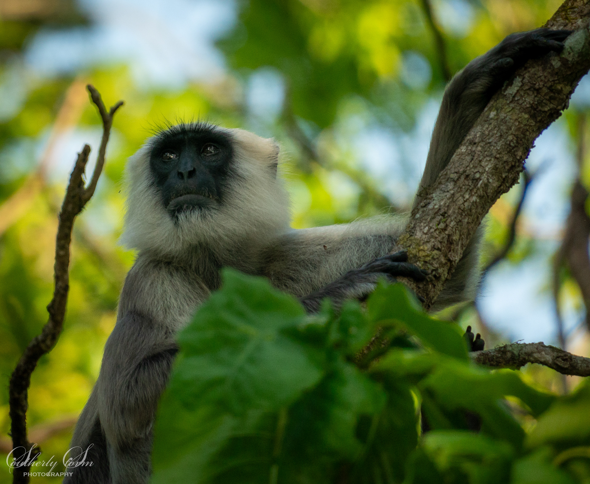 Monkey in a tree