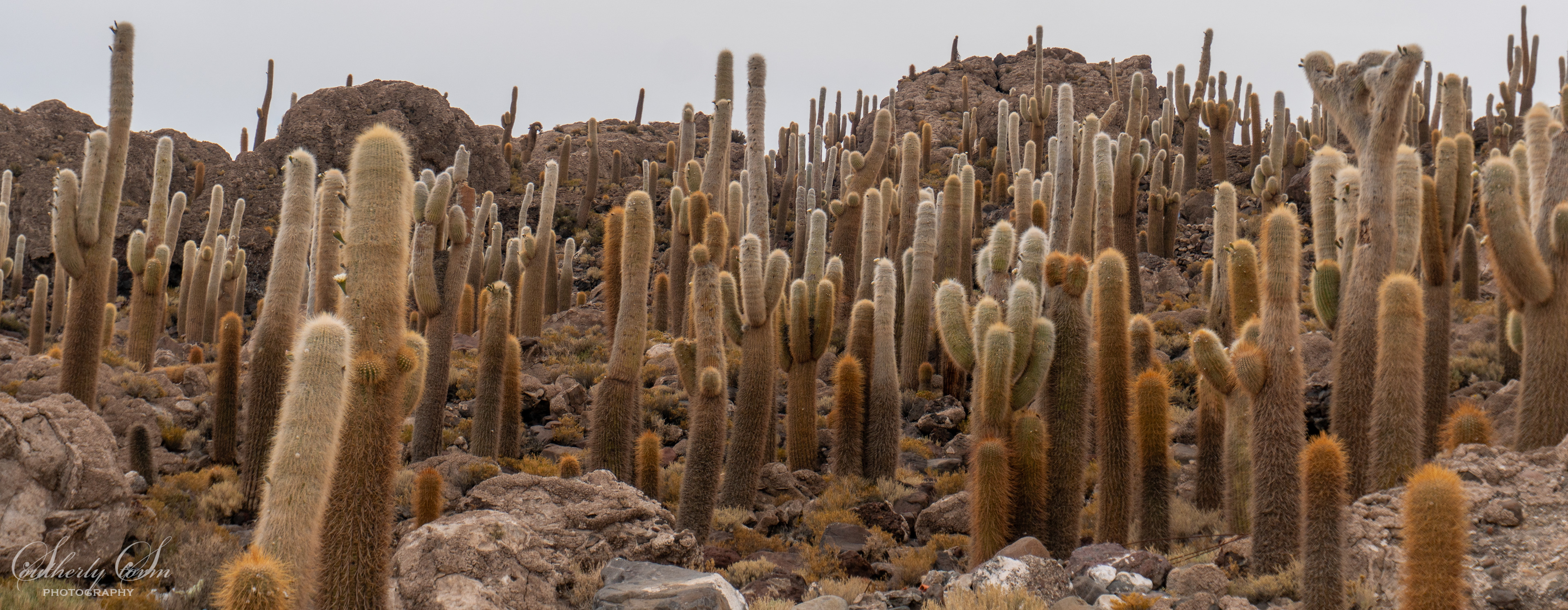 Incahausi Island Cacti