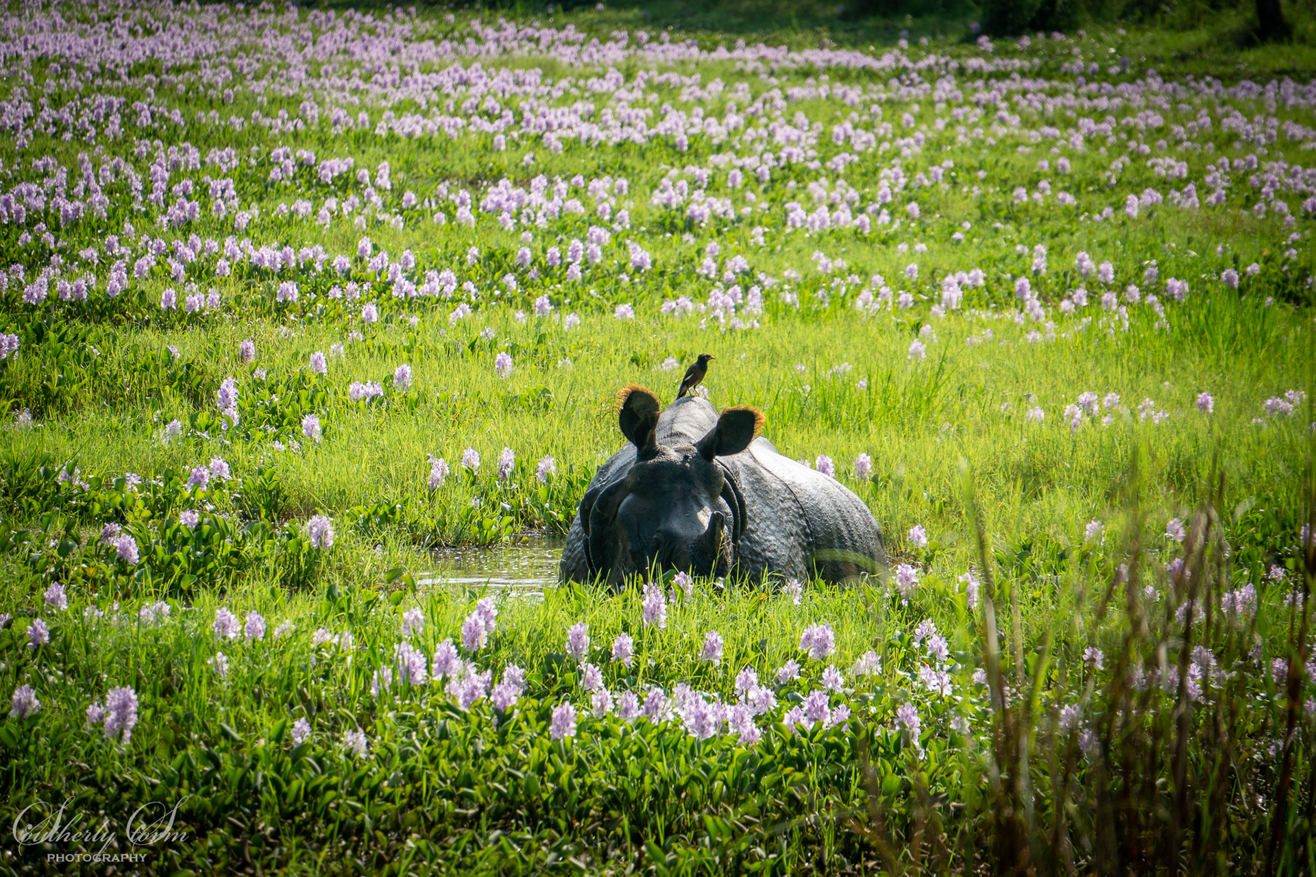 One-horned rhino surrounded by flowers