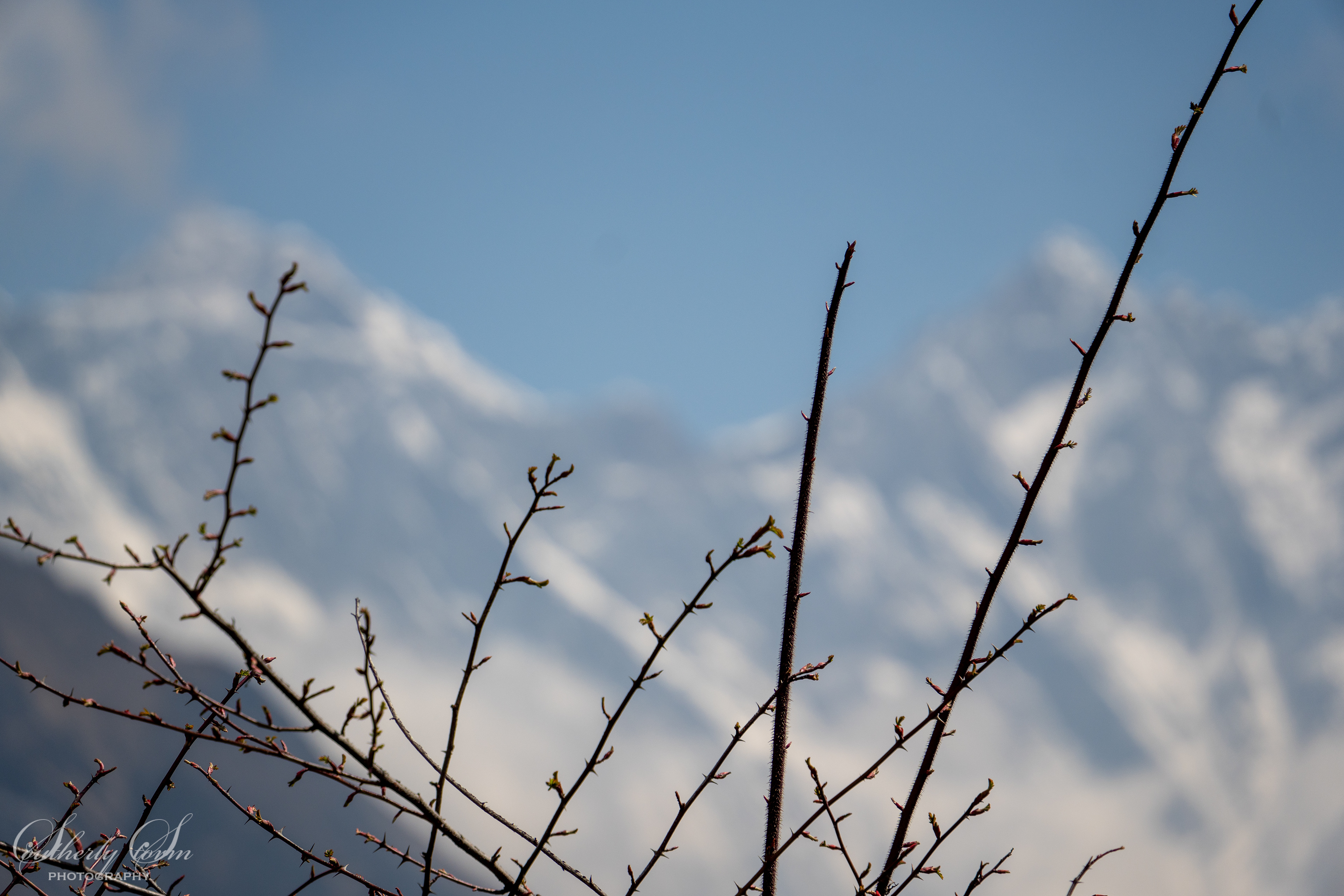 Buds and mountains