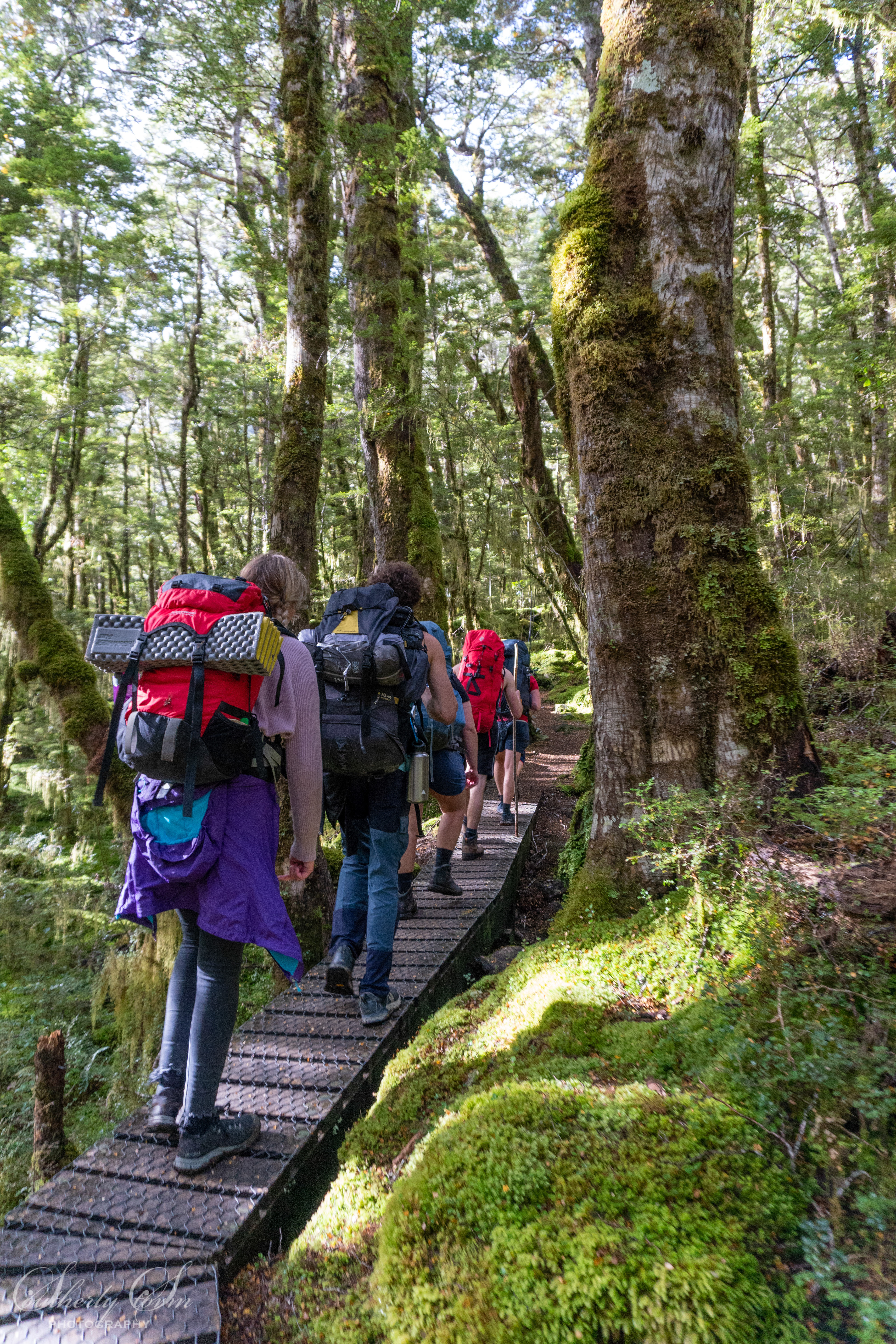 People crossing a board-walk in the forest
