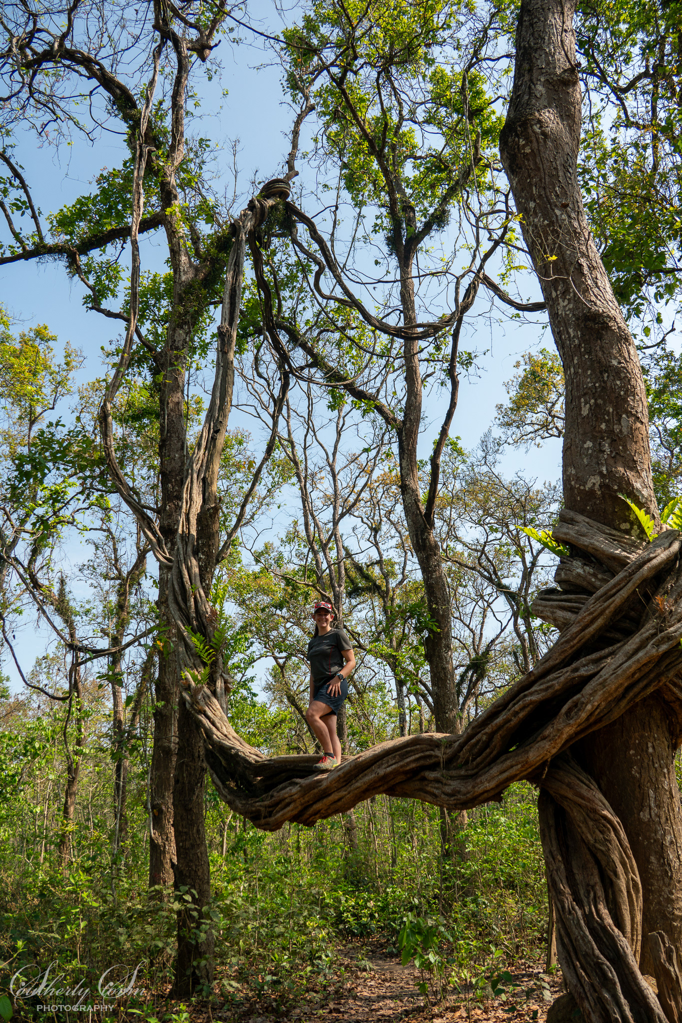 Penzy Dinsdale in a tree