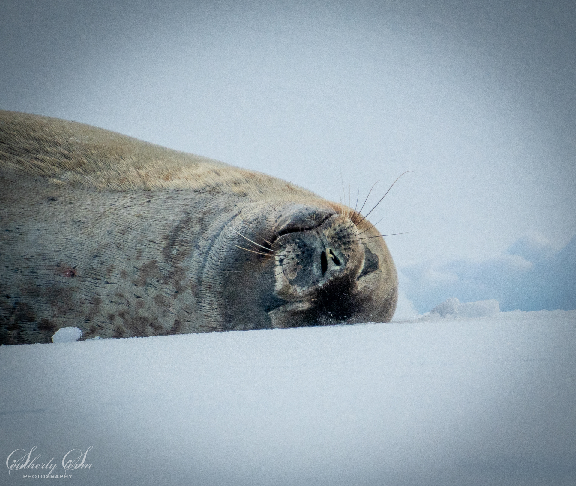 Weddel seal