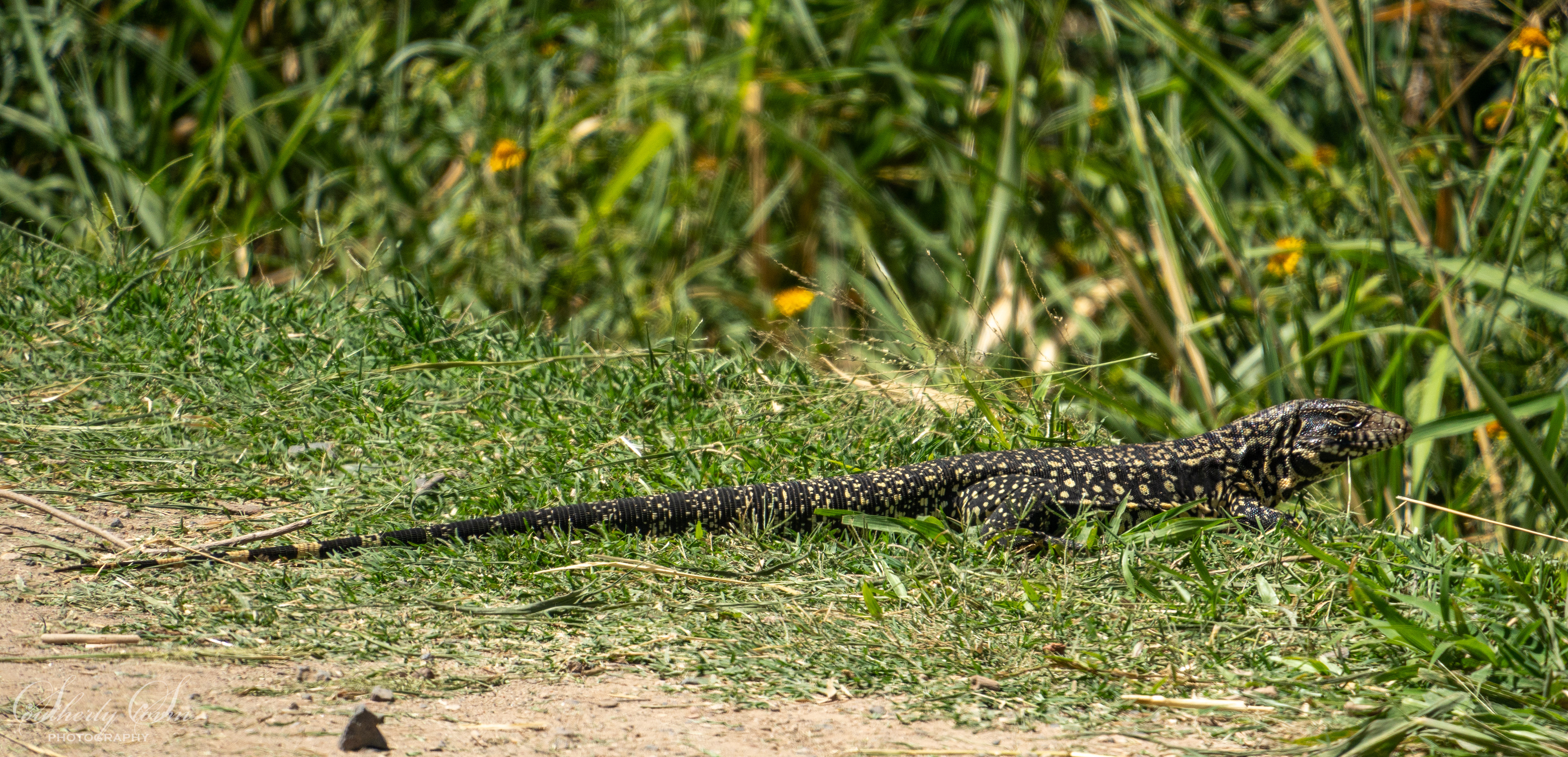 Lizard in Buenos Aires