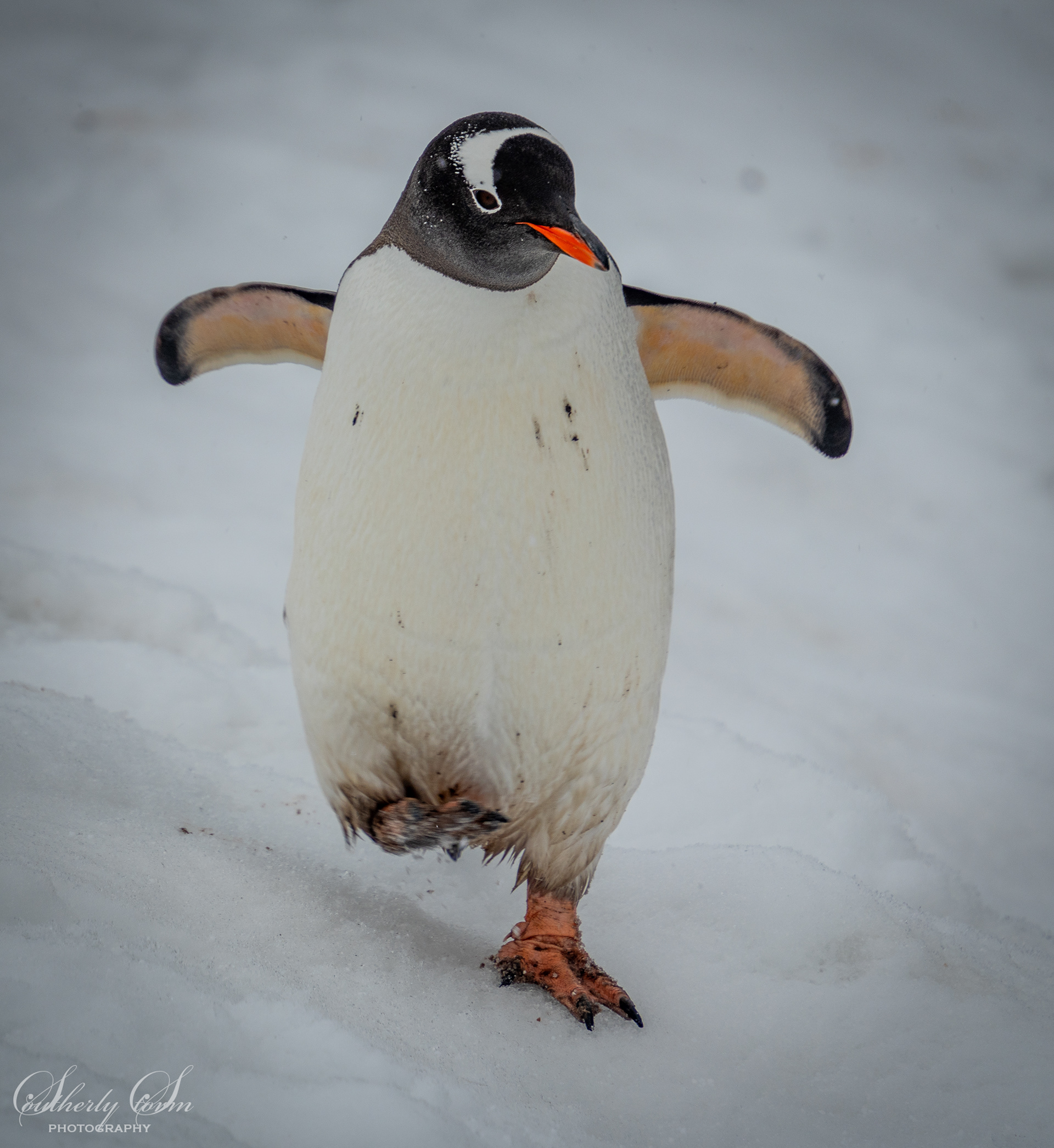 Gentoo penguin on snow