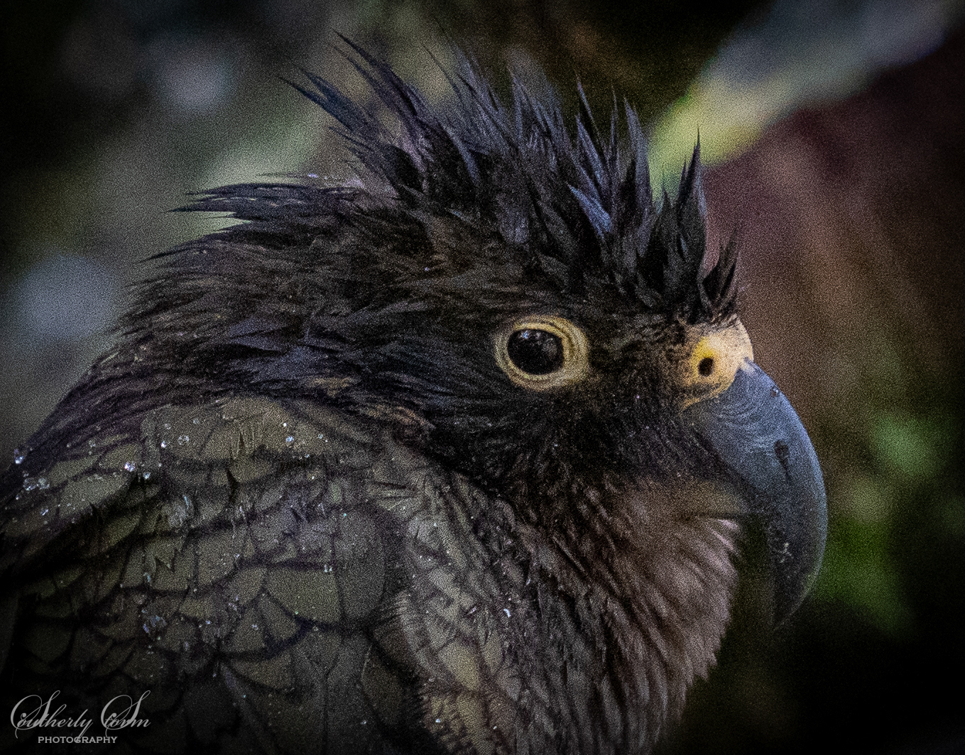 Close up juvenile kea