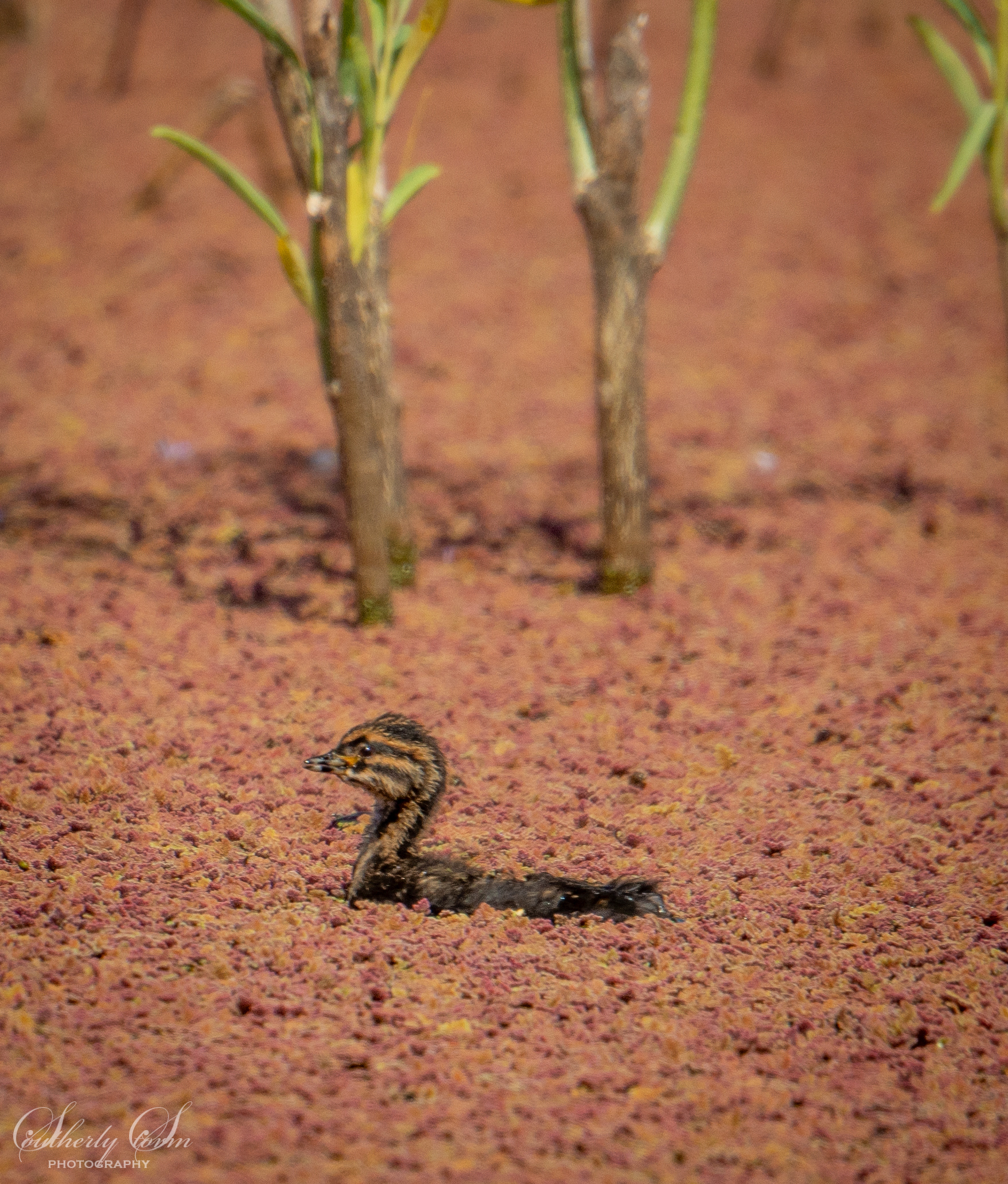 Grebe chick alone on a surface of pink plants