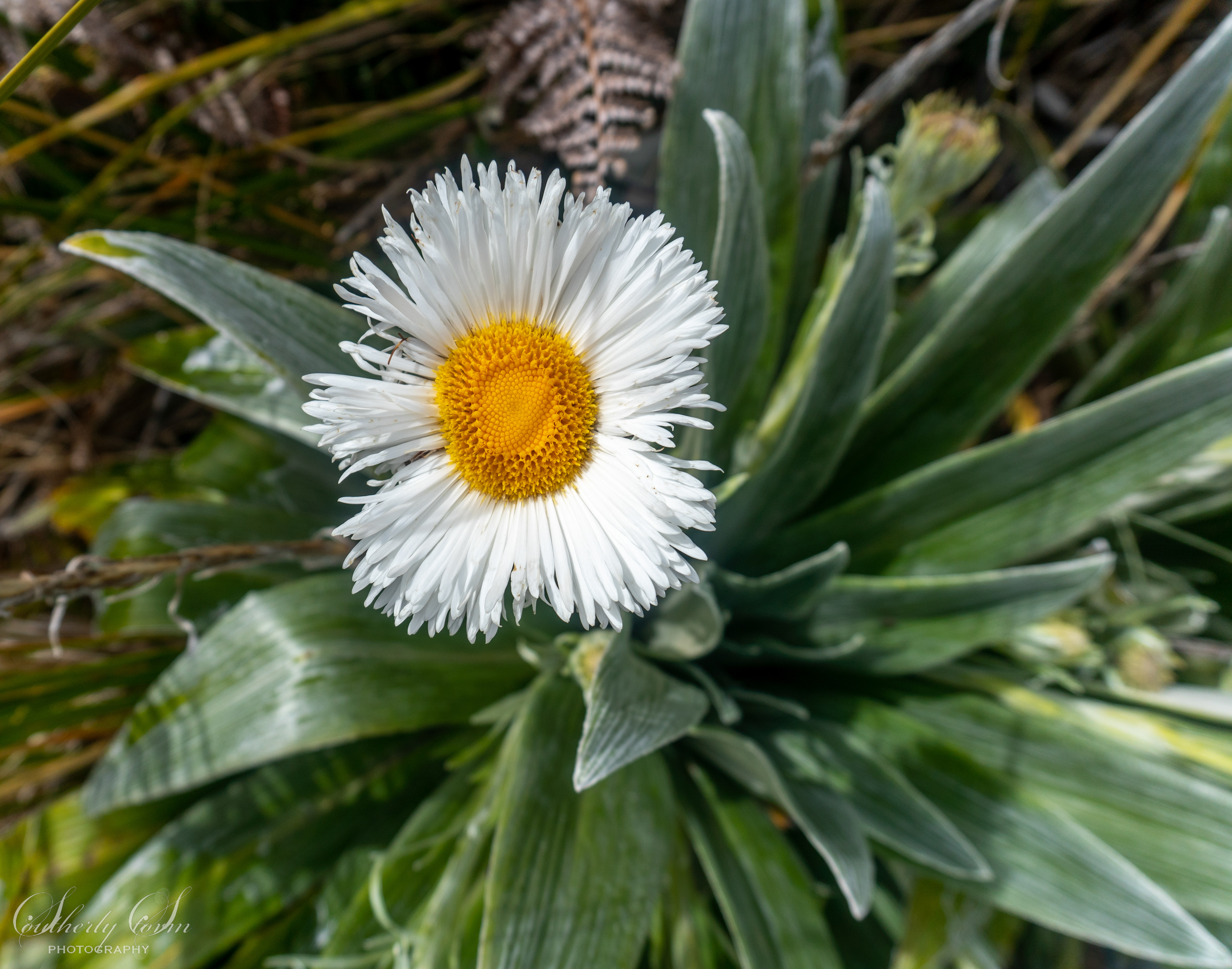Mountain daisy