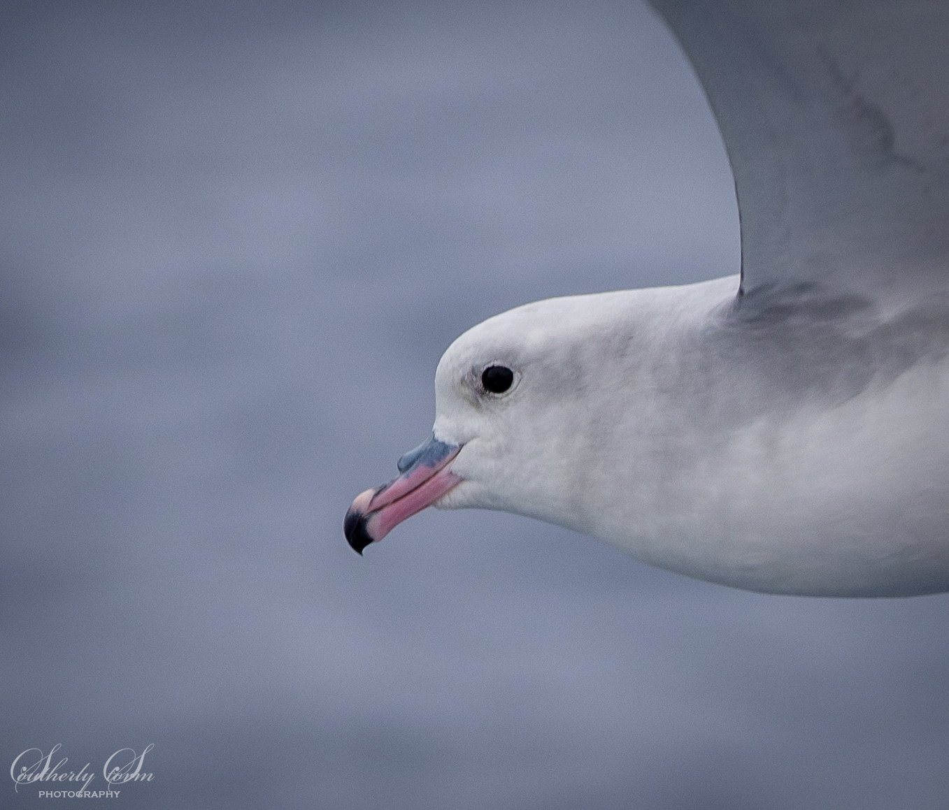 Southern fulmar portrait
