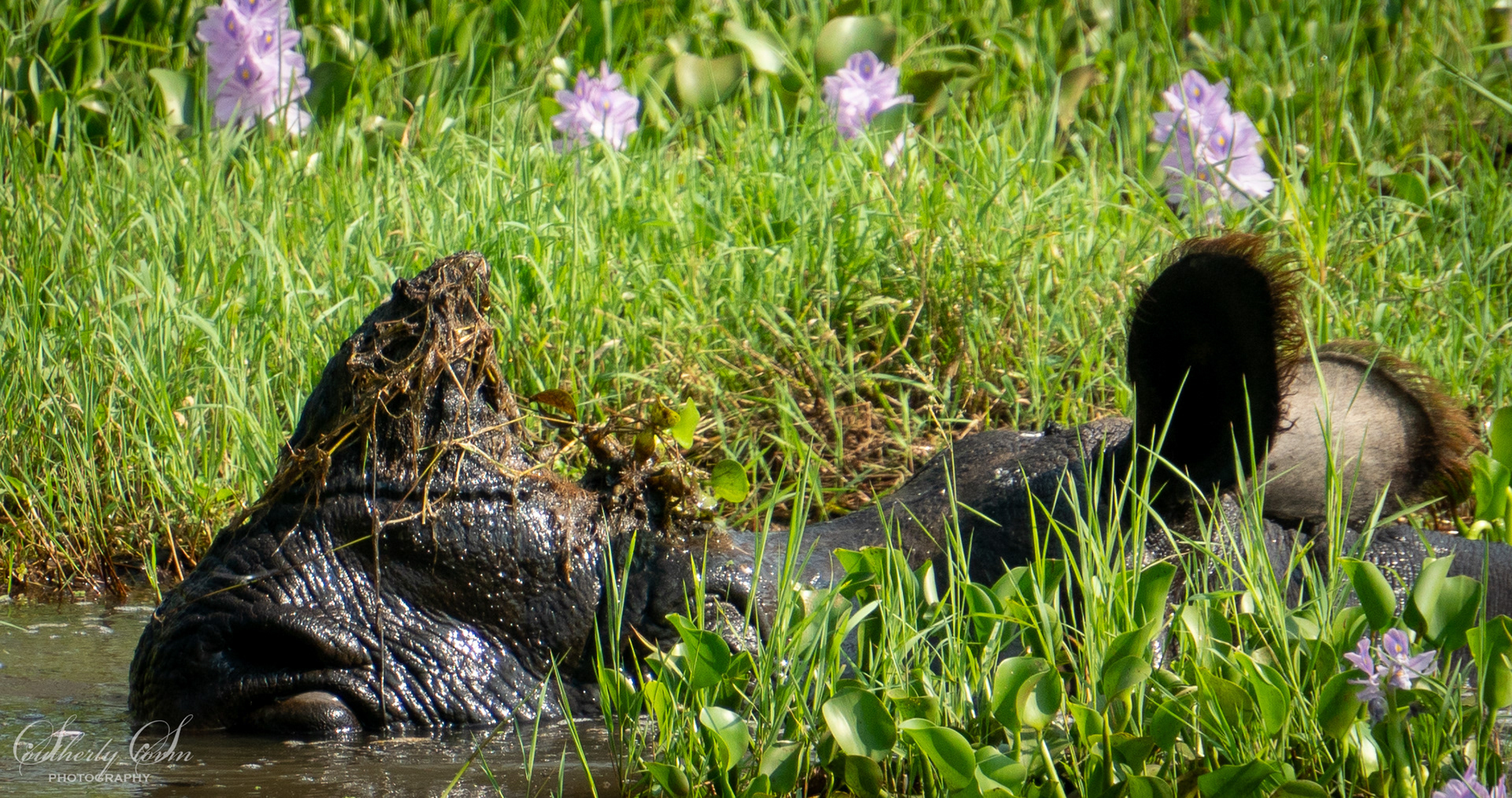 One-horned Rhino in a swamp
