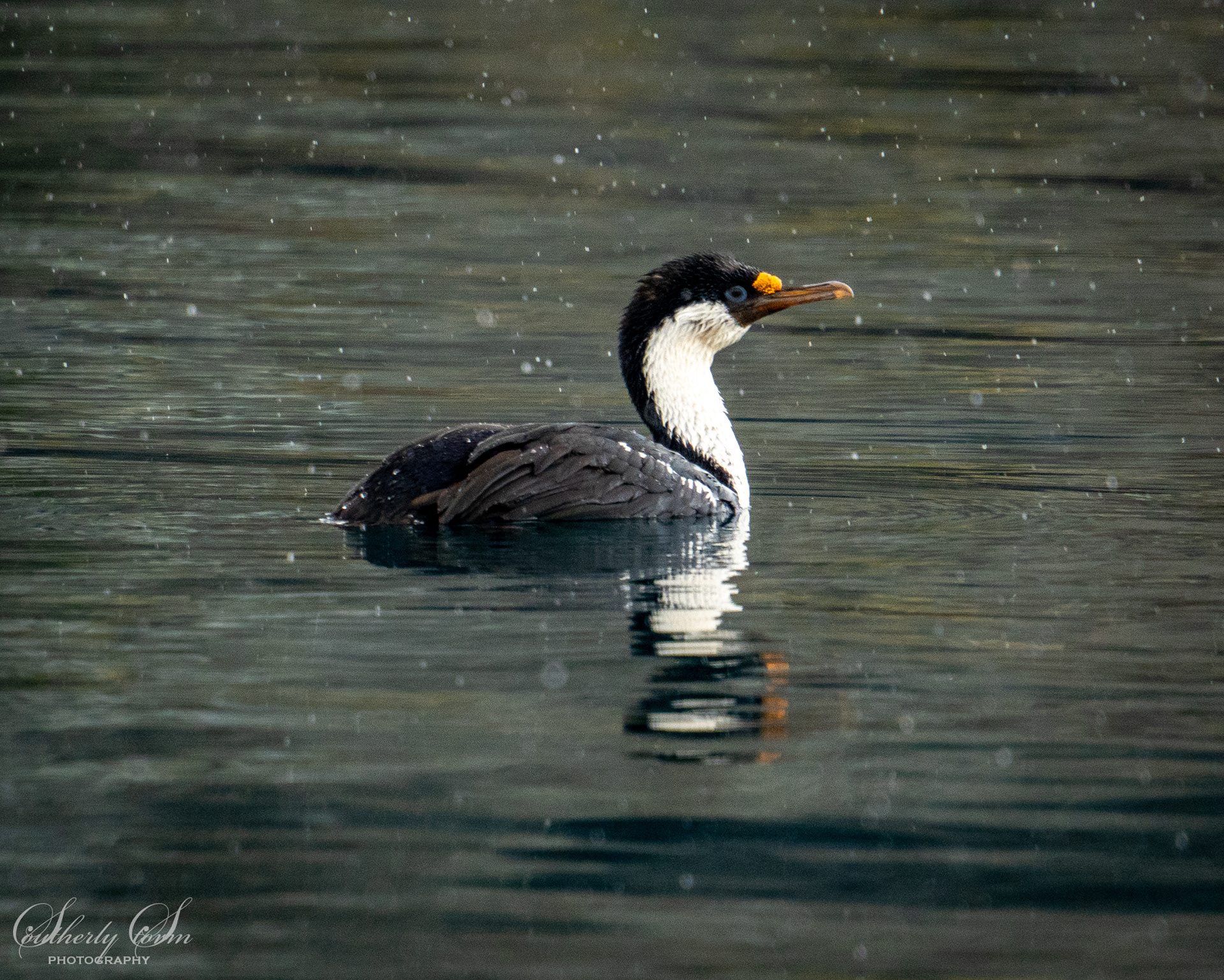 Blue eyed shag in light snow