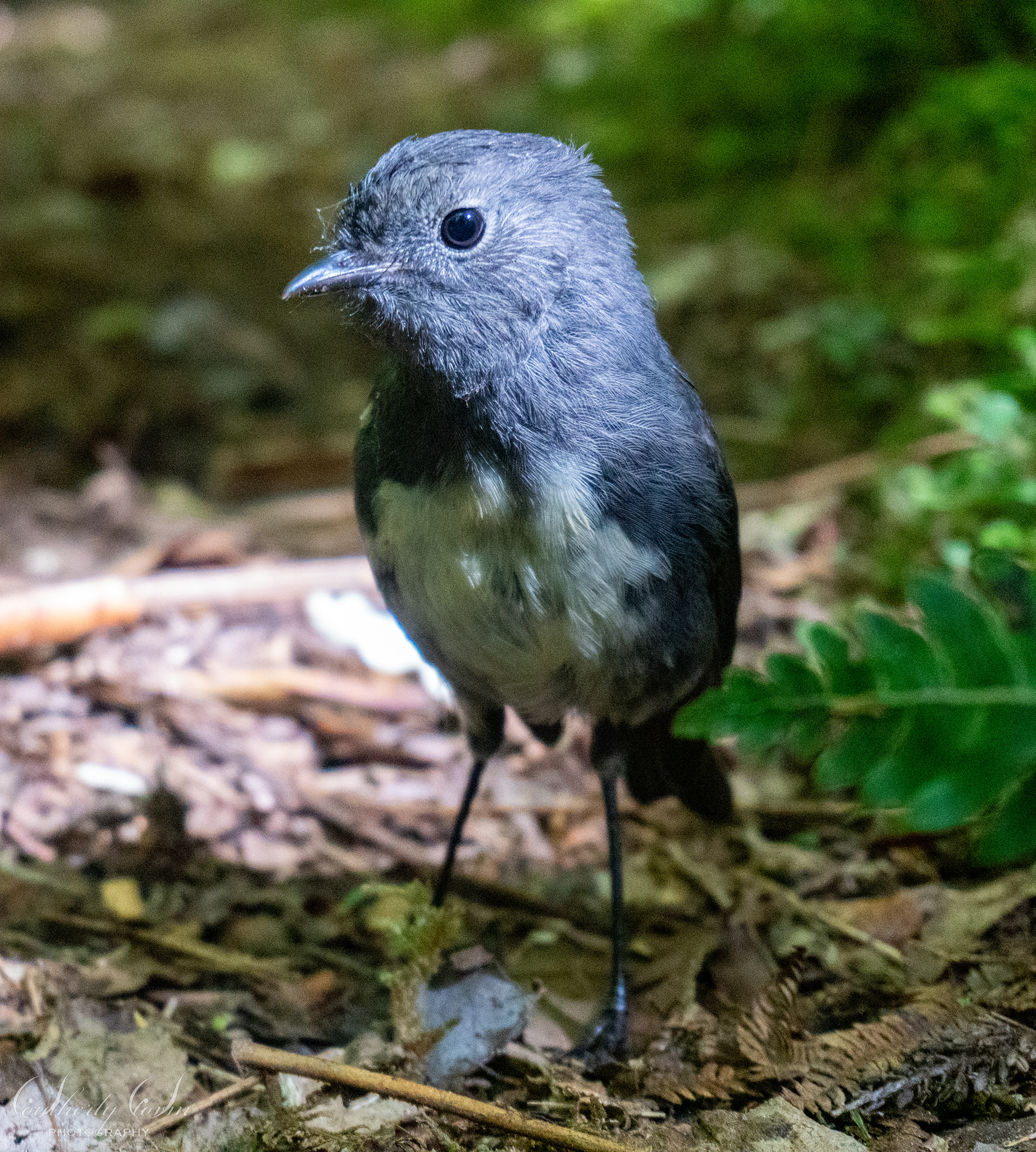South Island Robin