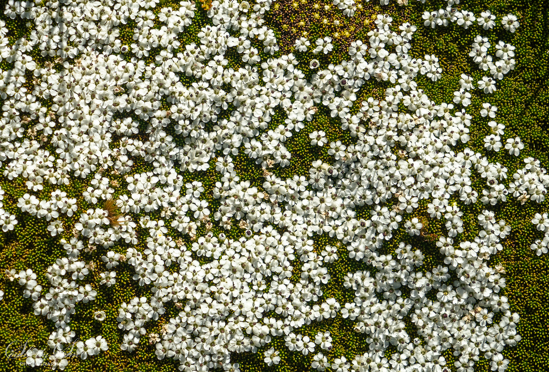 Bed of white flowers