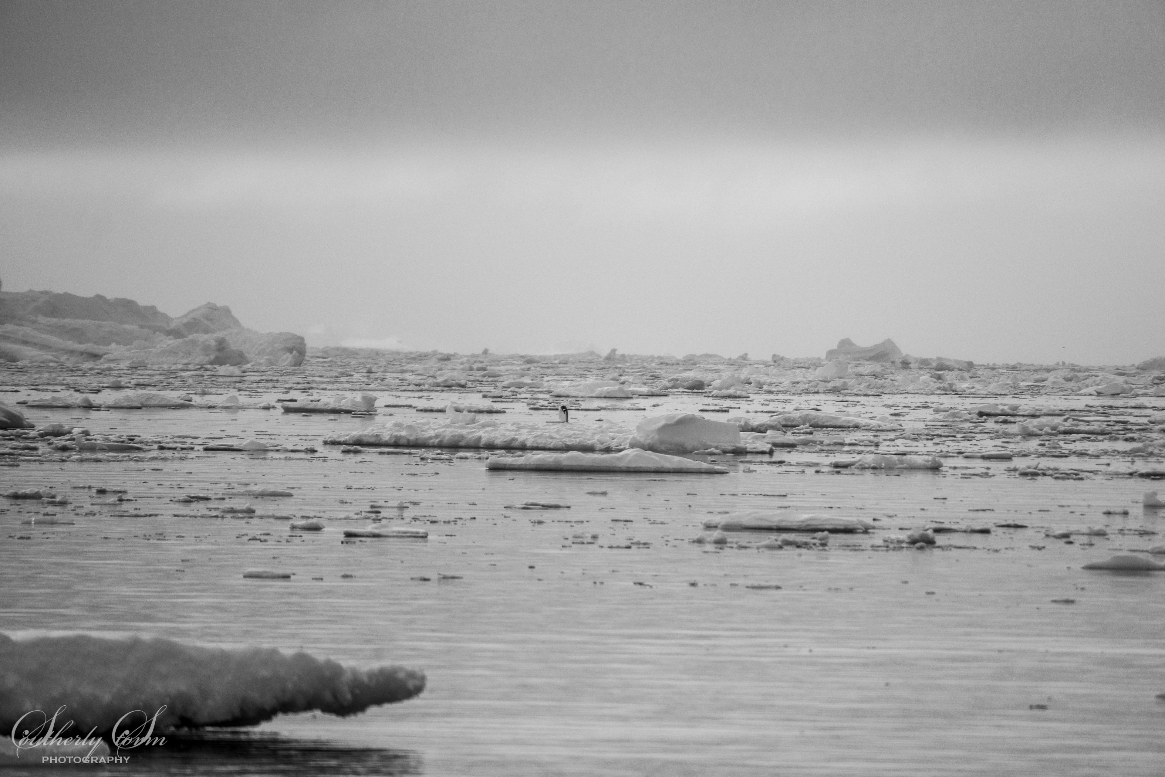 Solitary penguin hiding in the ice