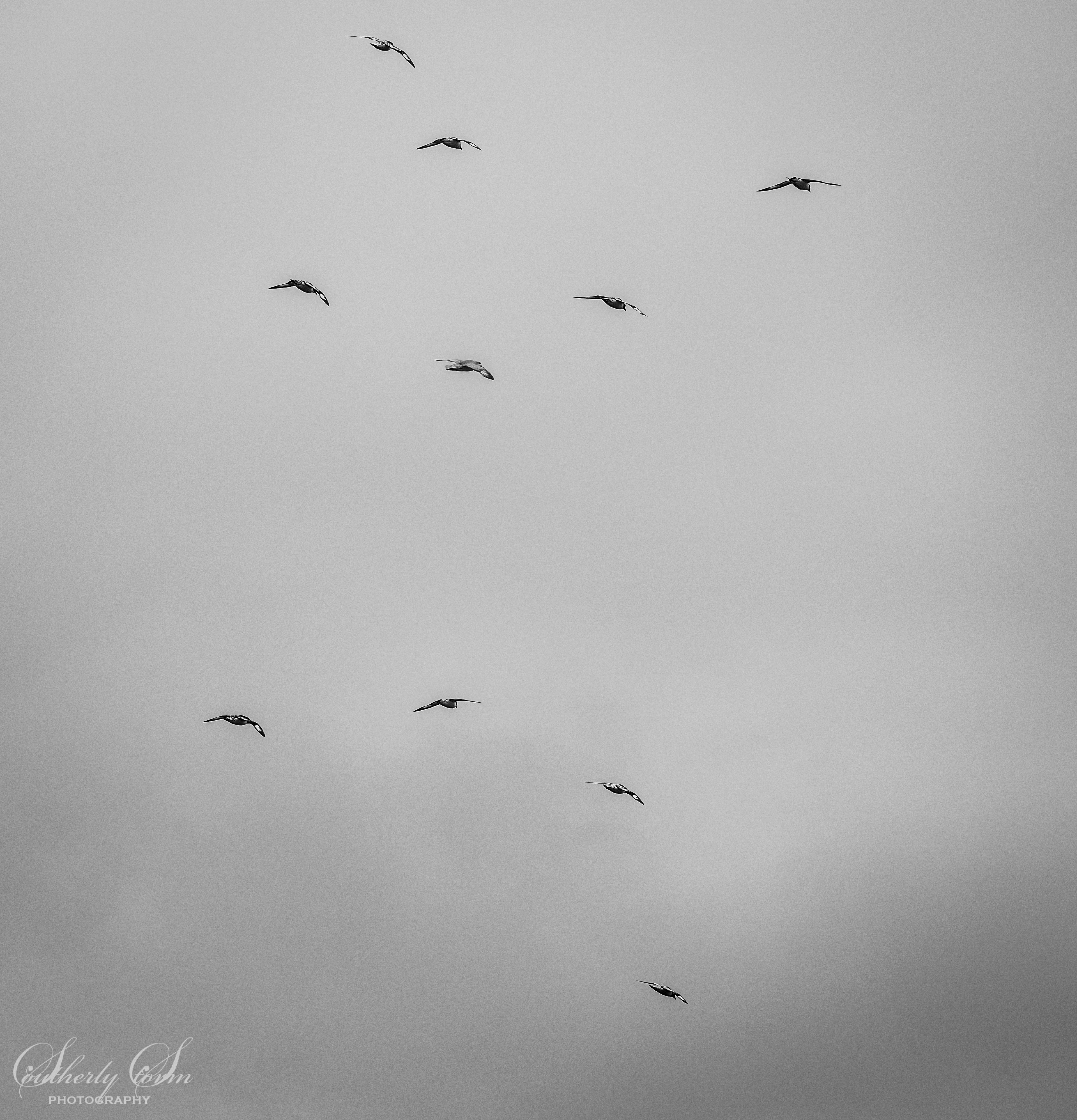 Cape petrels in flight