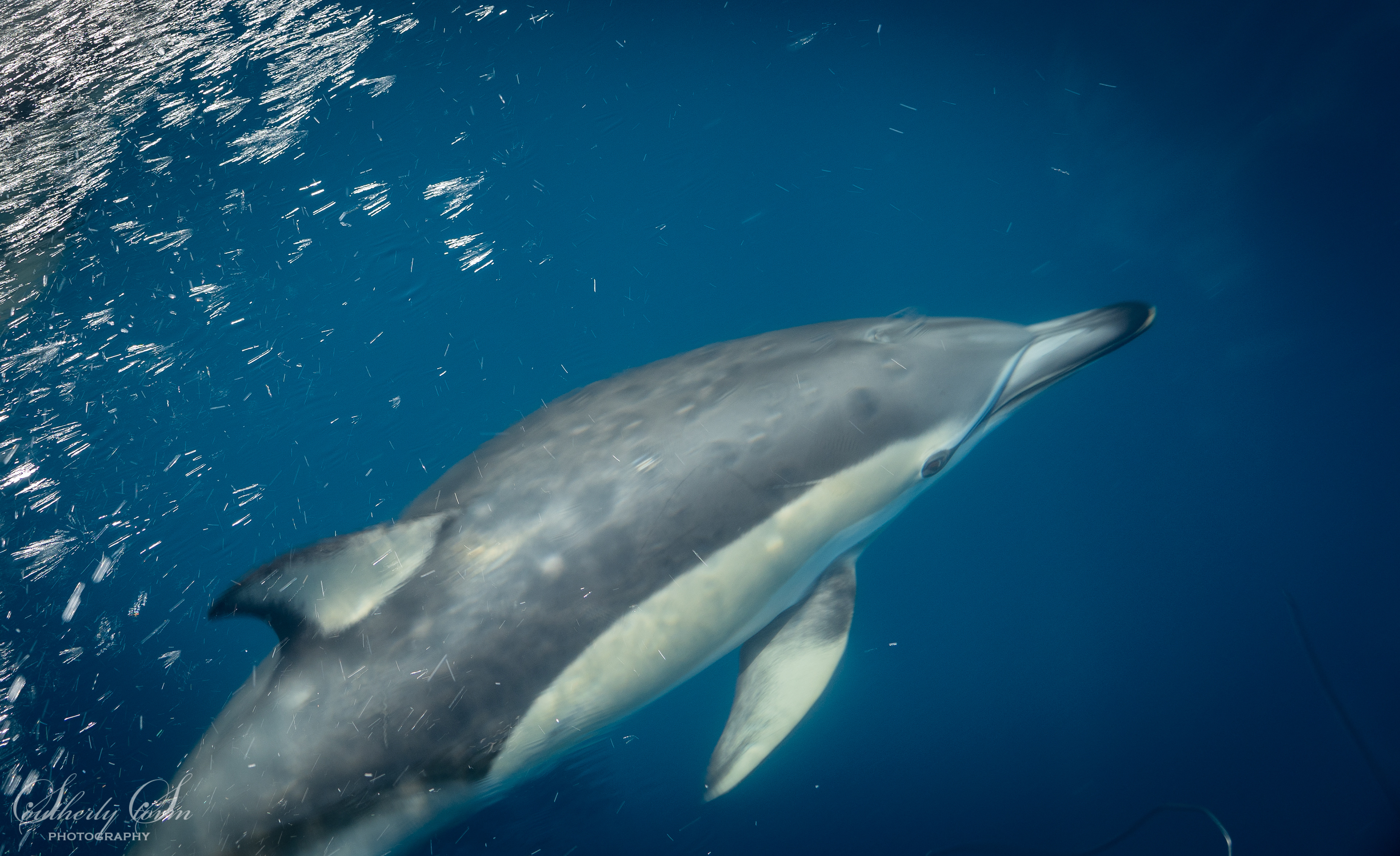 Common dolphin