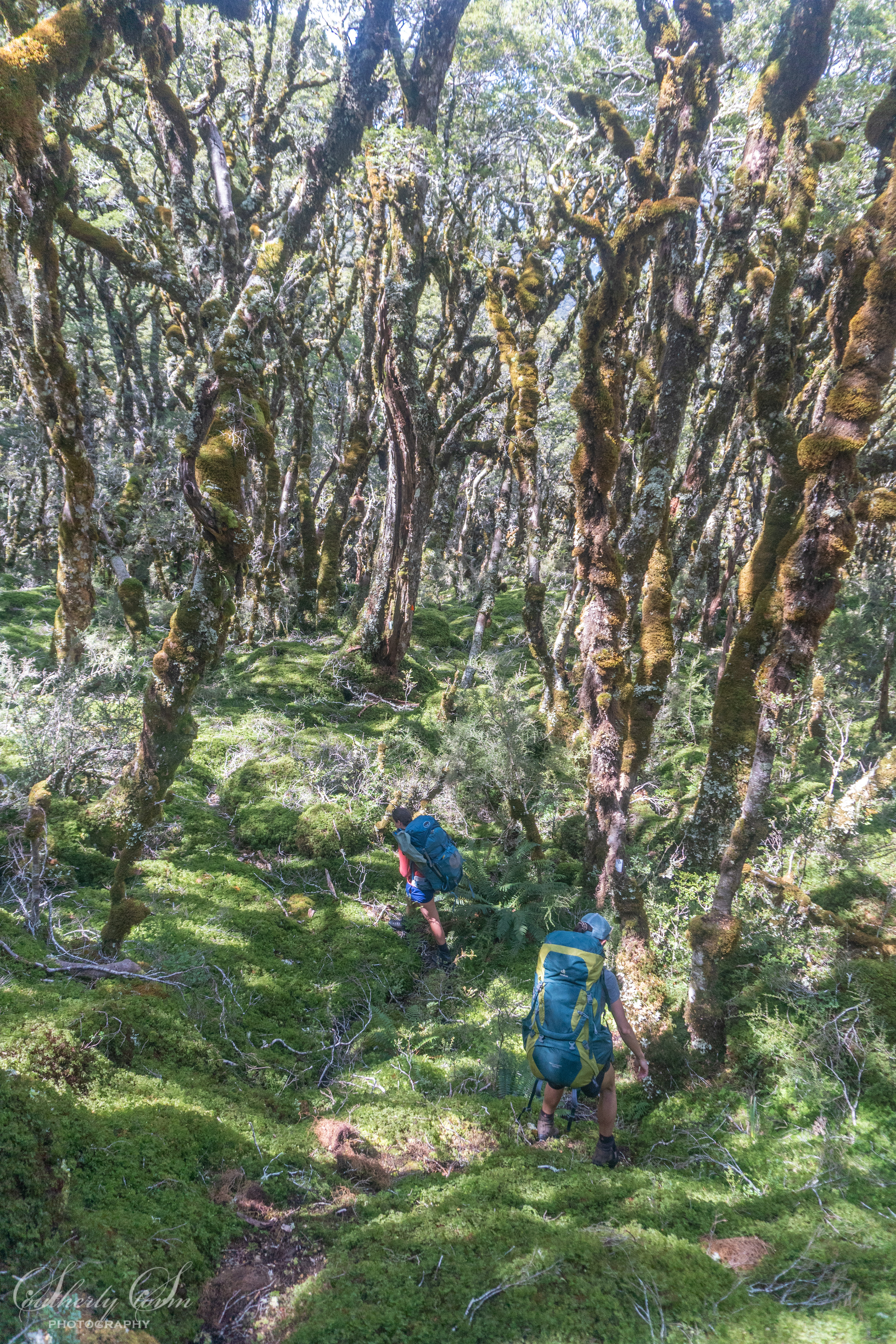 Two trampers in the forest