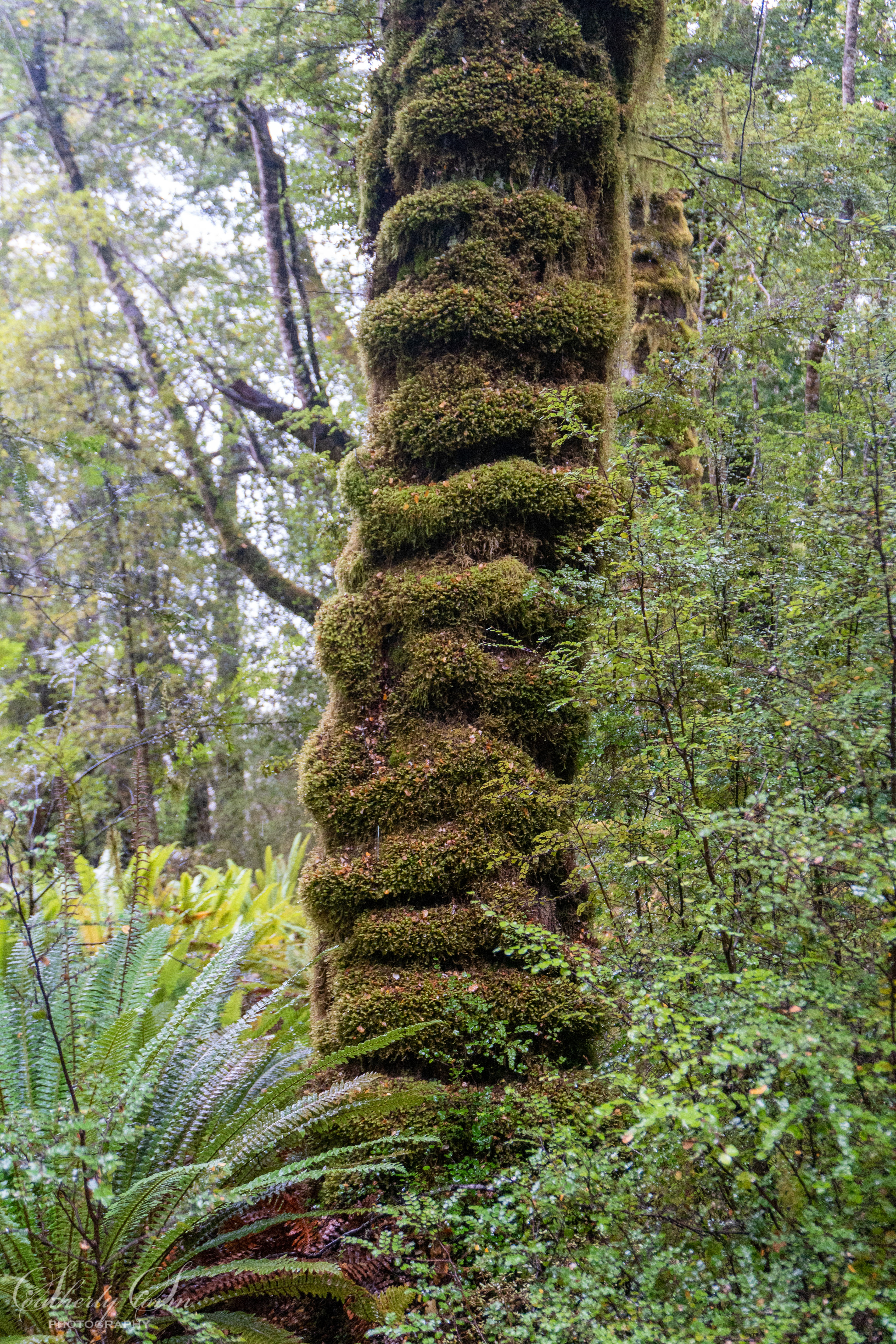Interesting moss ribbing pattern on a tree