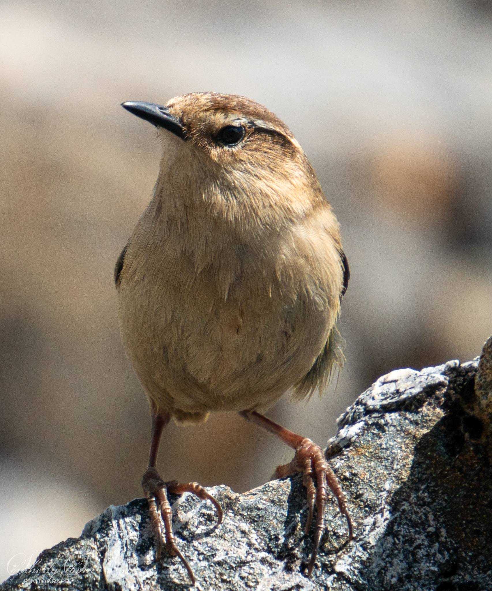 Rock Wren