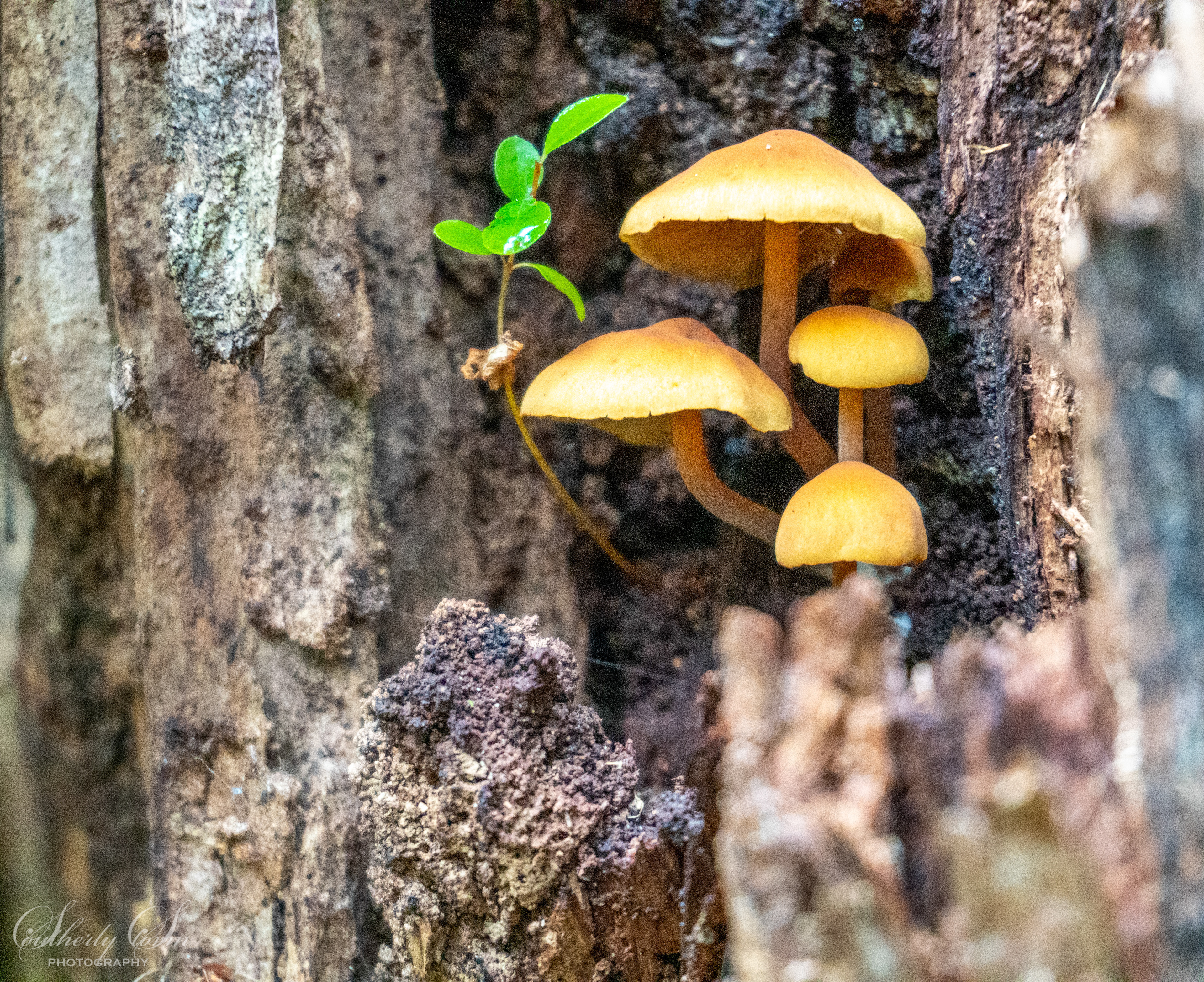 Yellow mushrooms