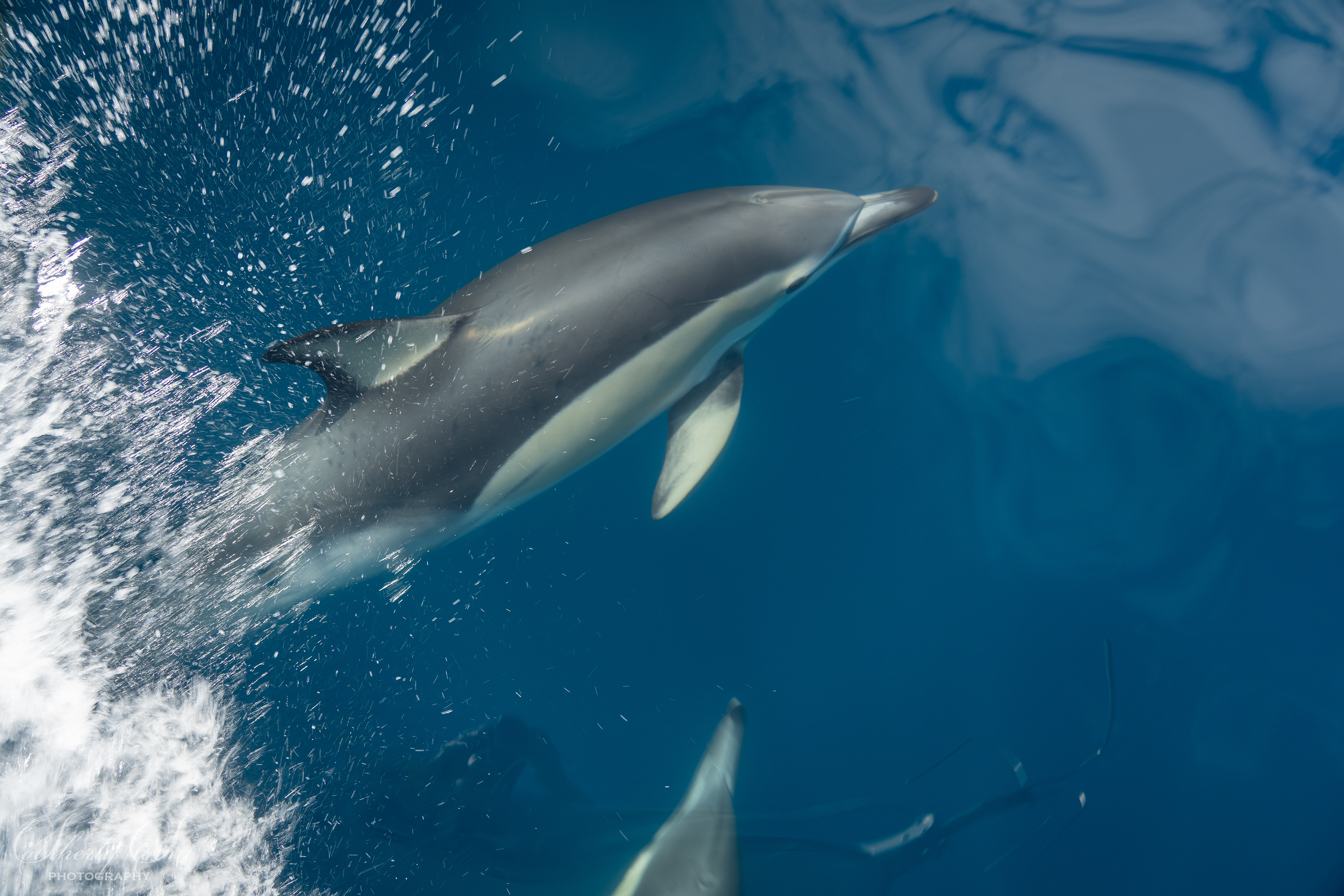 Common Dolphin - Bay of Plenty