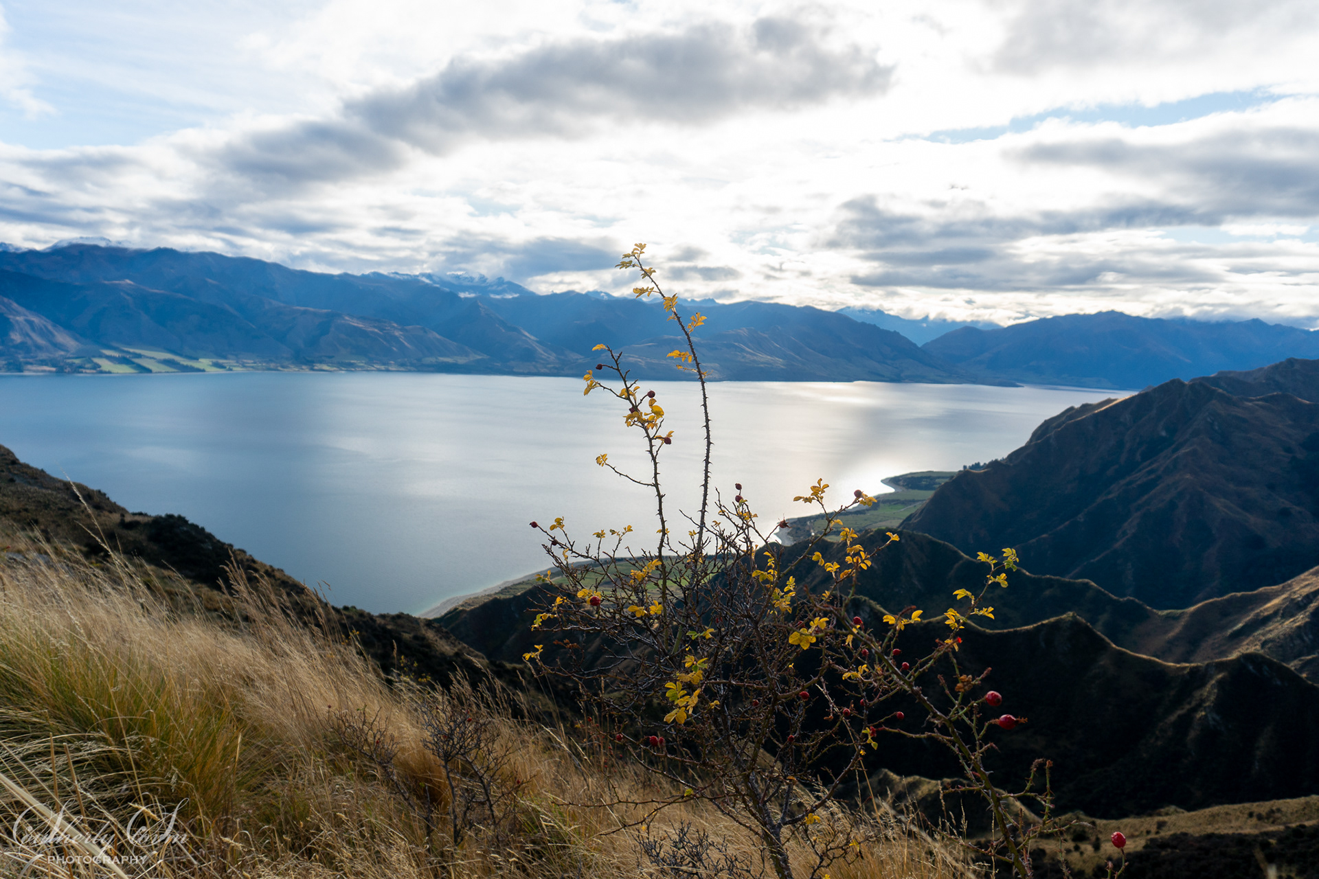 Rosehip in front of Lake Hawea
