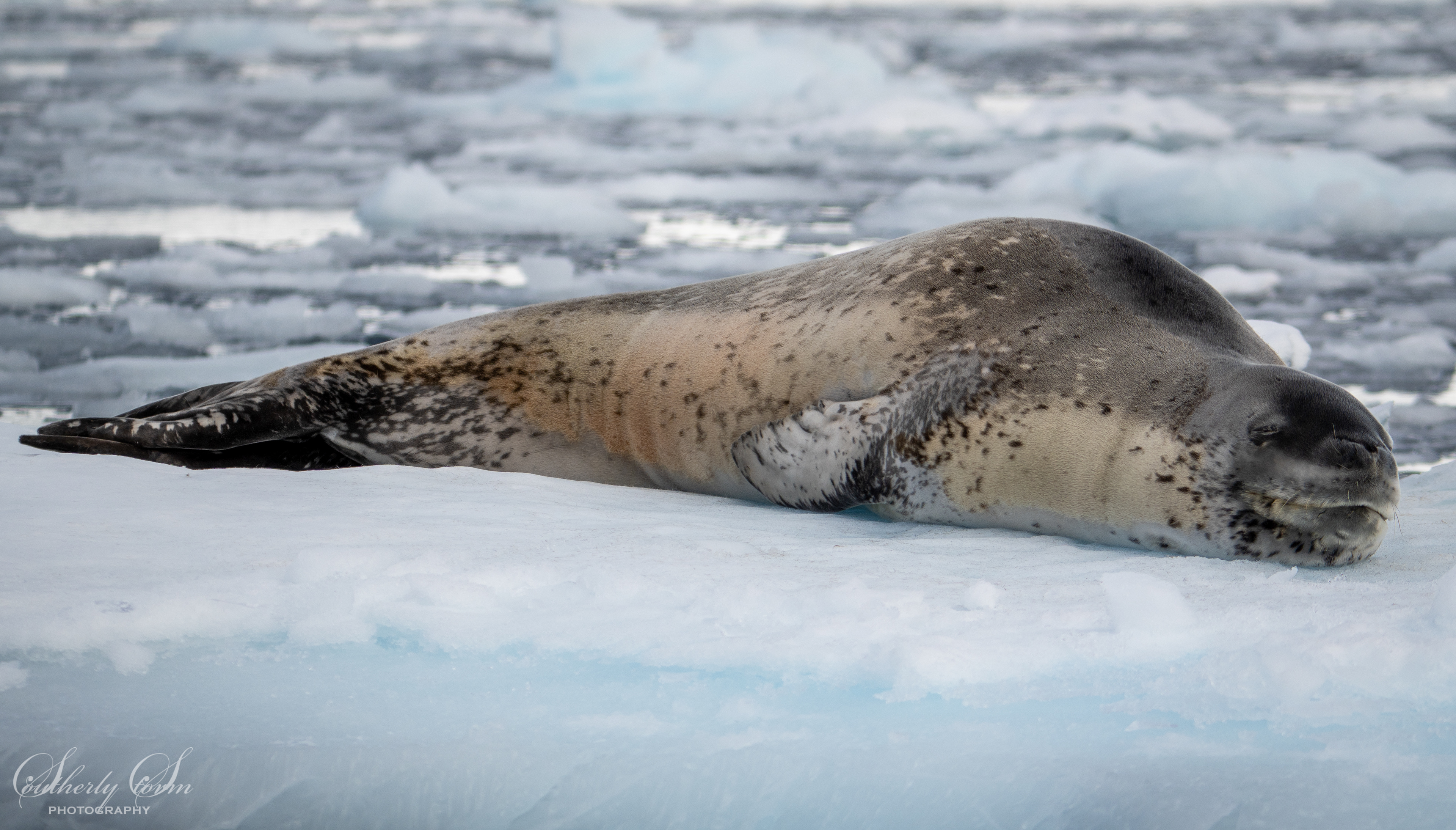 Leopard seal nap